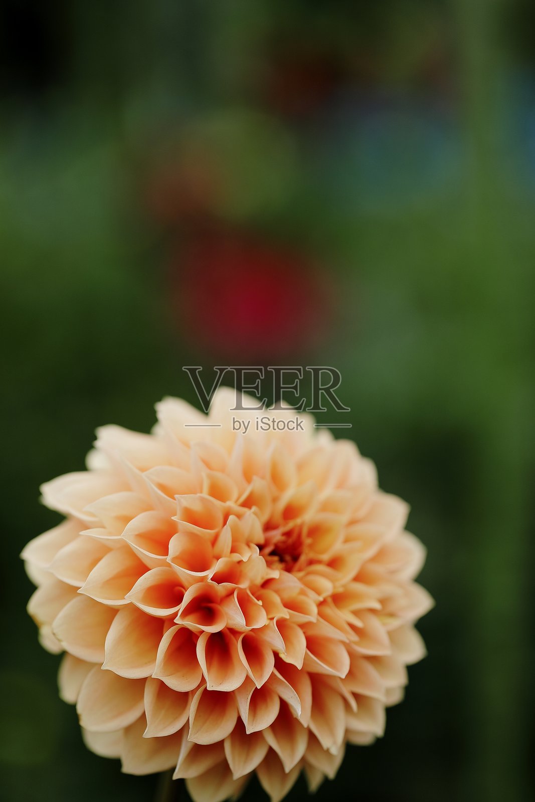 盛开的大丽花照片摄影图片