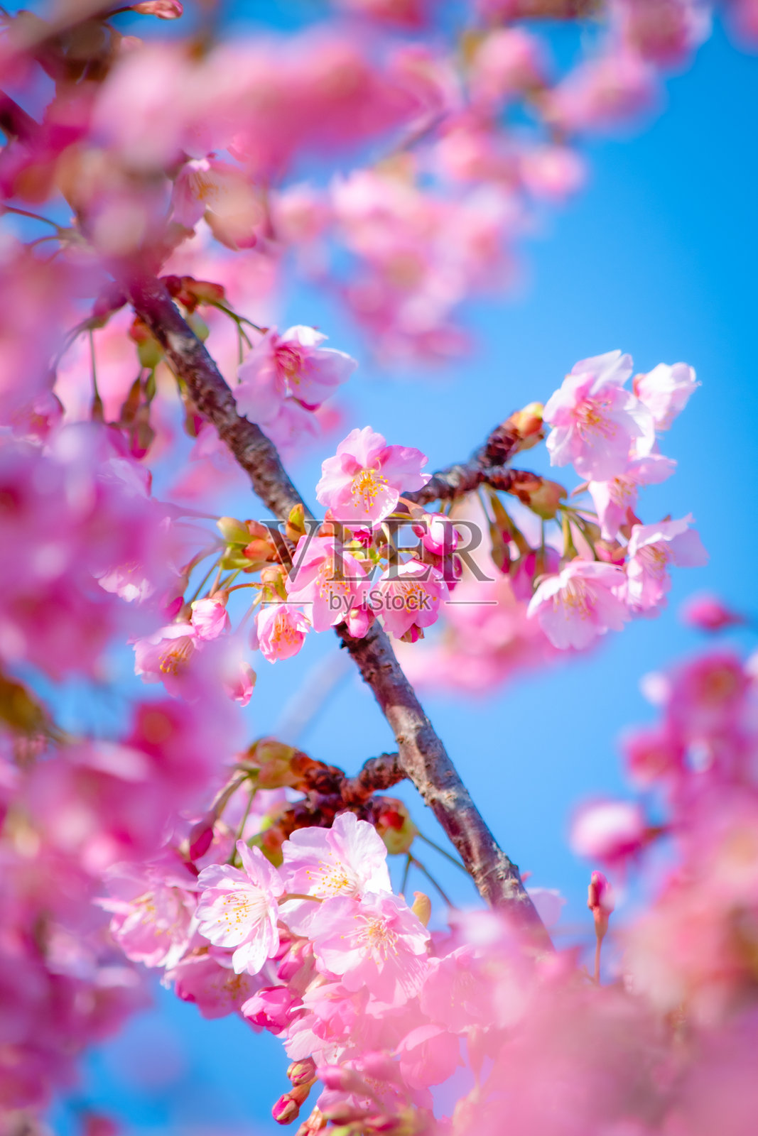 樱花照片摄影图片