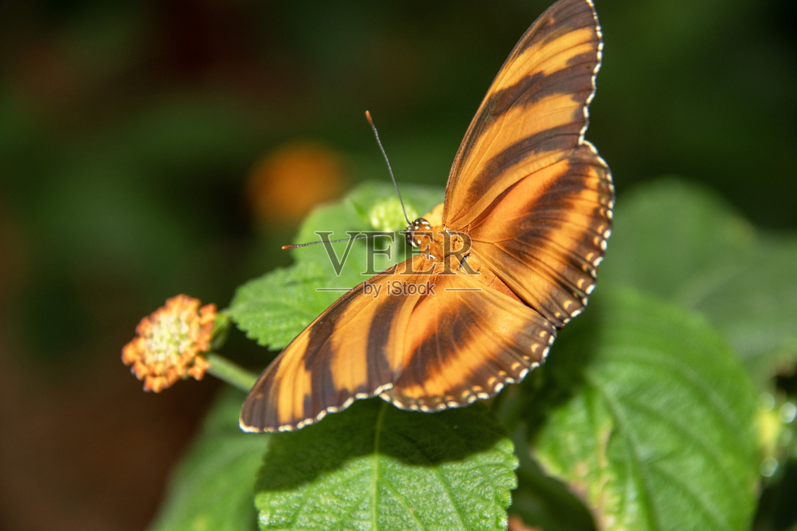 干燥杜拉蝶照片摄影图片