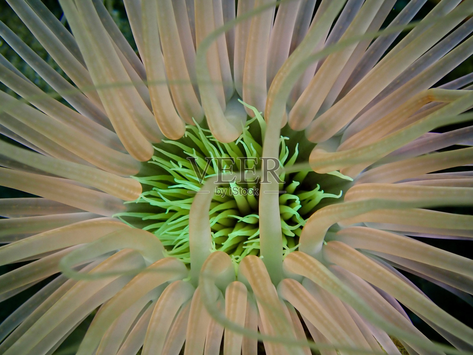 海葵触手的特写镜头。照片摄影图片