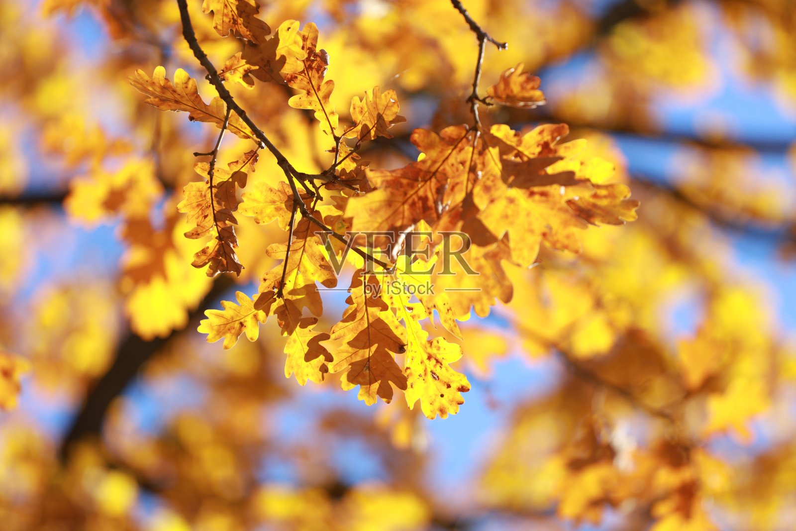 秋天的橡树叶在阳光下照片摄影图片
