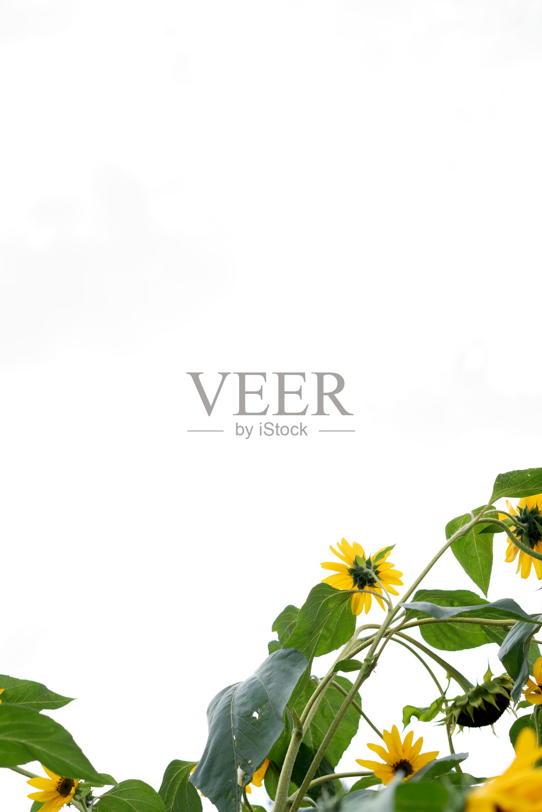 花卉，照片，自然，向日葵，盛开，夏天，花，花瓣，黄色，明亮，深色，棕色，绽放，愉快，快乐，风景，微距，阳光照片摄影图片