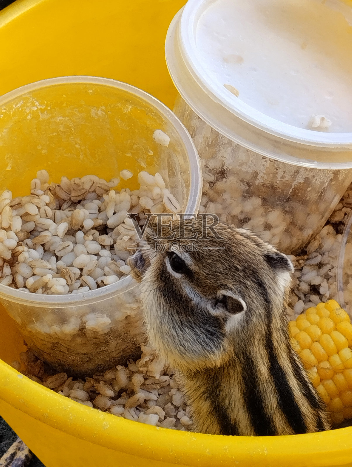 一只花栗鼠坐在一个黄色塑料桶里，吃着大麦粥和玉米。这是这只啮齿动物的侧面视图。照片摄影图片