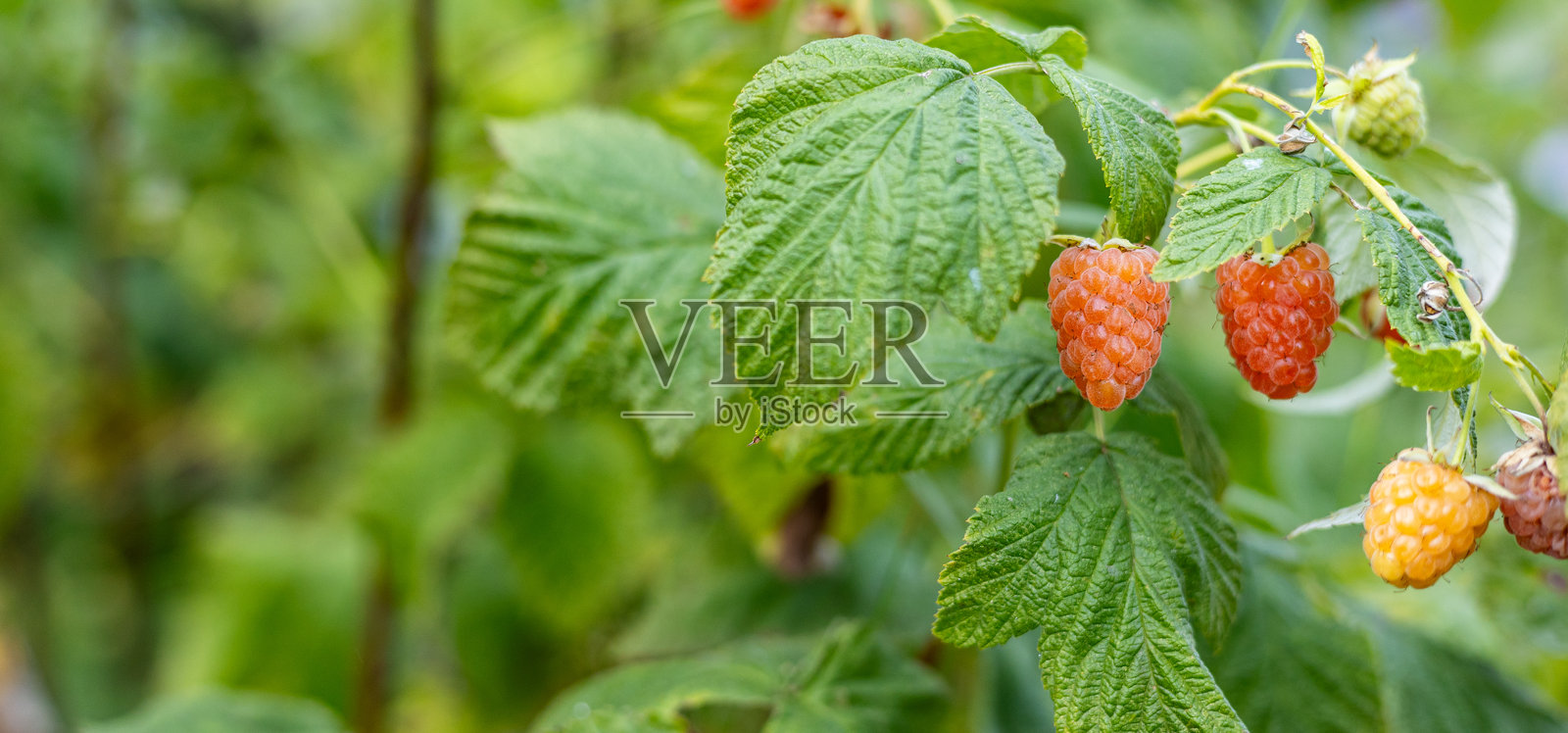 成熟与未成熟的覆盆子植物特写。覆盆子在枝条上成熟时开始变红。背景模糊。照片摄影图片