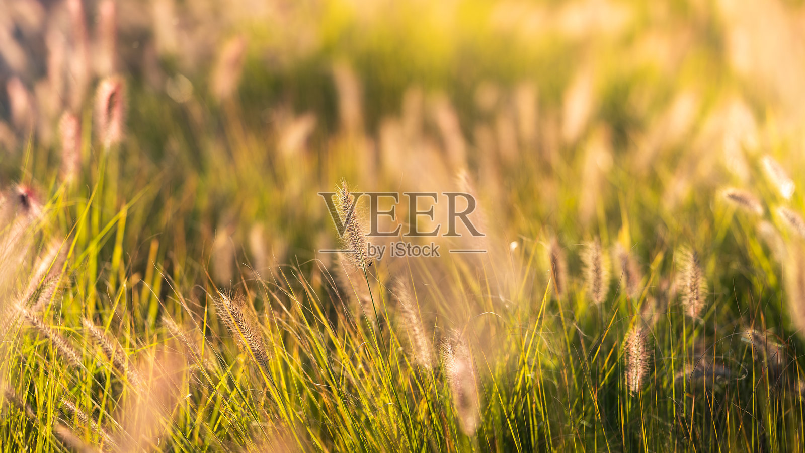 美丽的观赏草在下午的阳光下闪耀。狗尾草（矮喷泉草）照片摄影图片