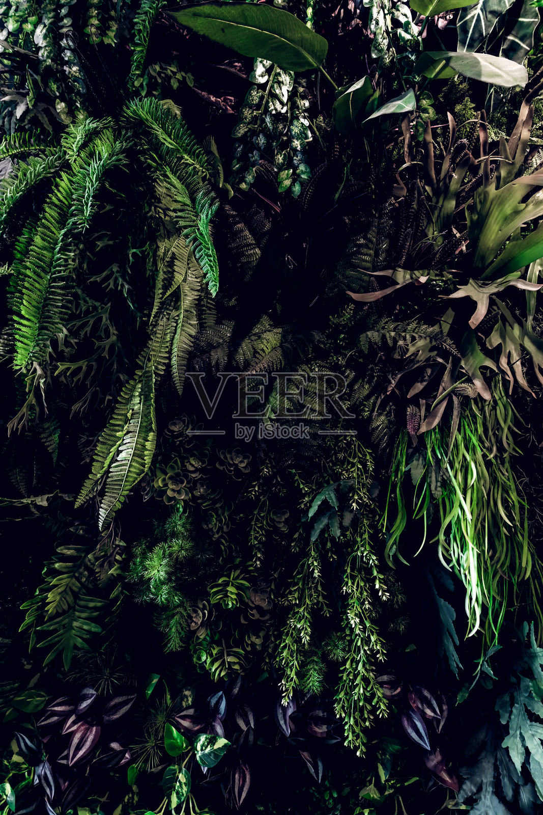 植物墙，天然绿色壁纸和背景，自然墙，绿色森林的自然背景。照片摄影图片