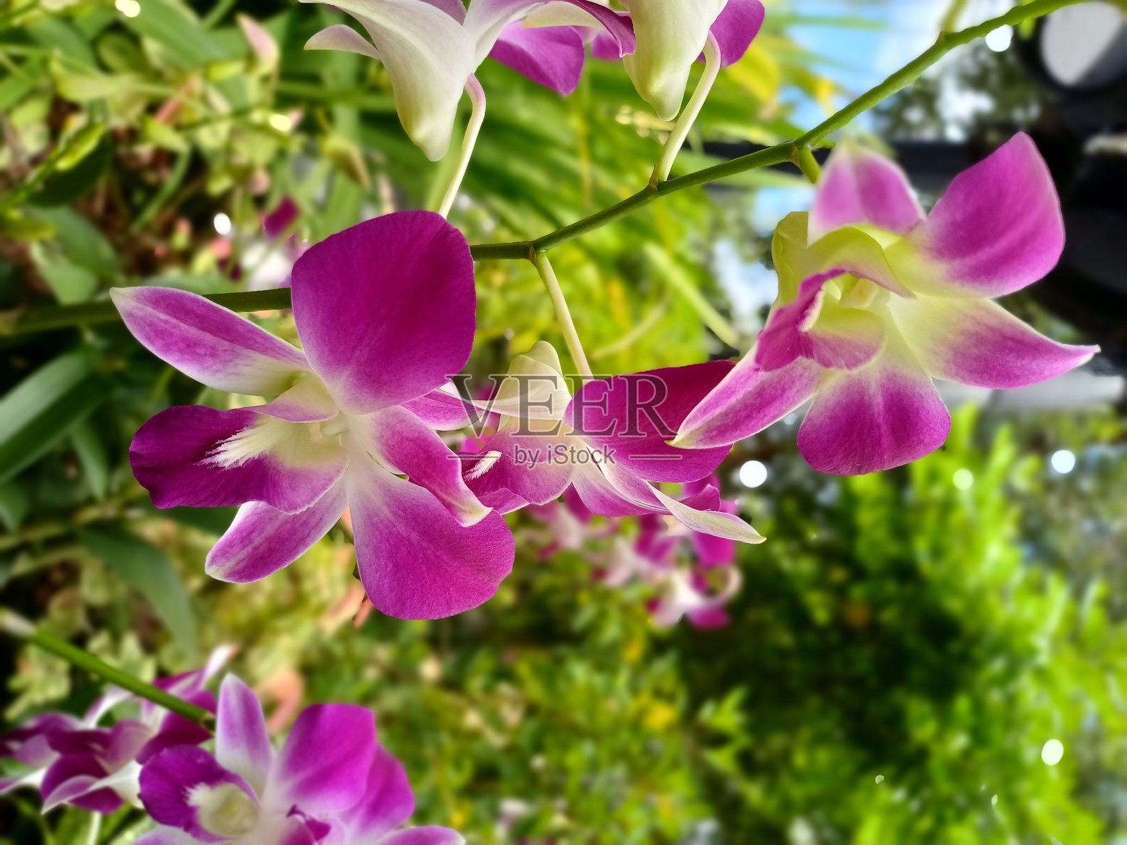 花园里的兰花照片摄影图片
