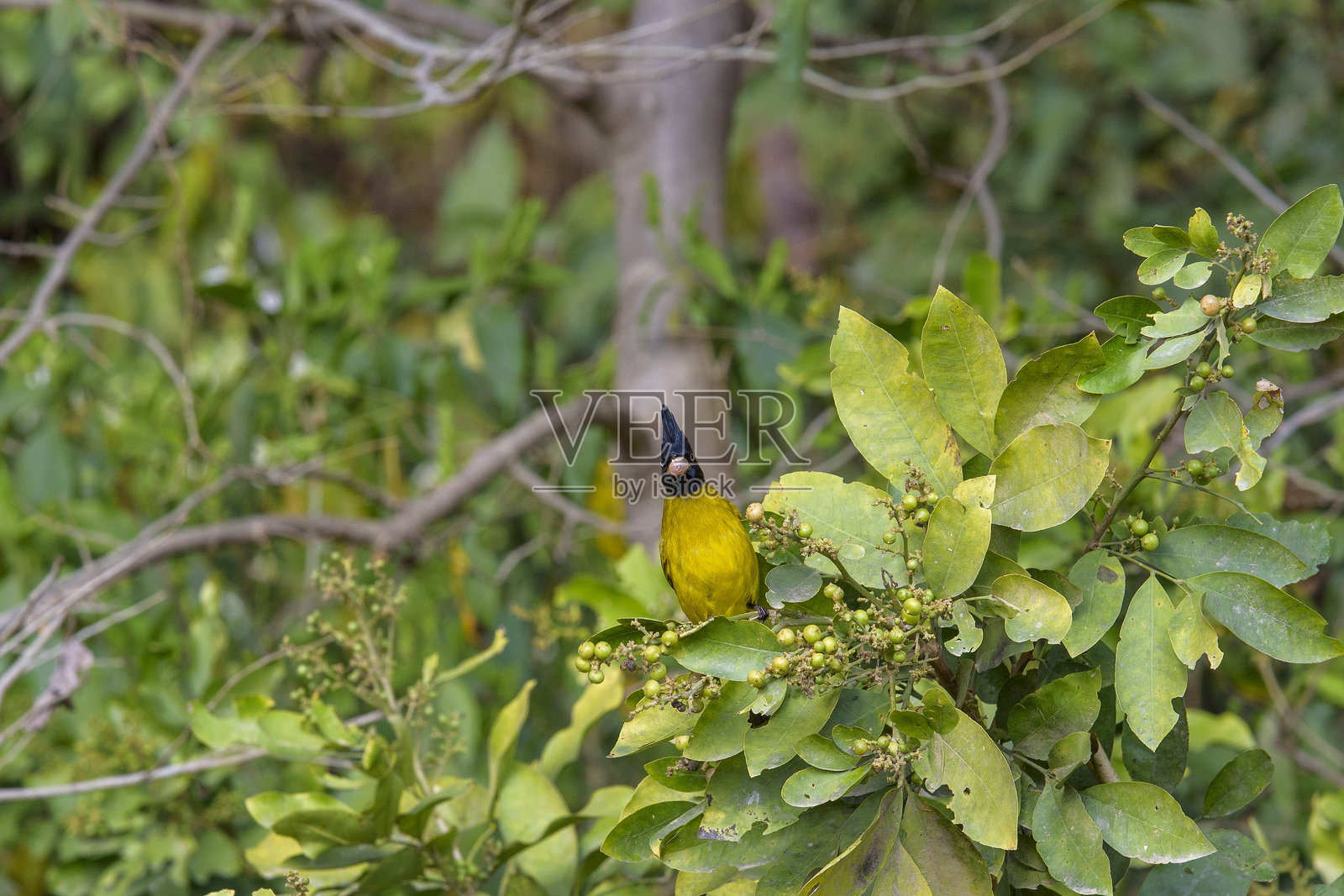 绿叶丛中的黑冠鹎照片摄影图片