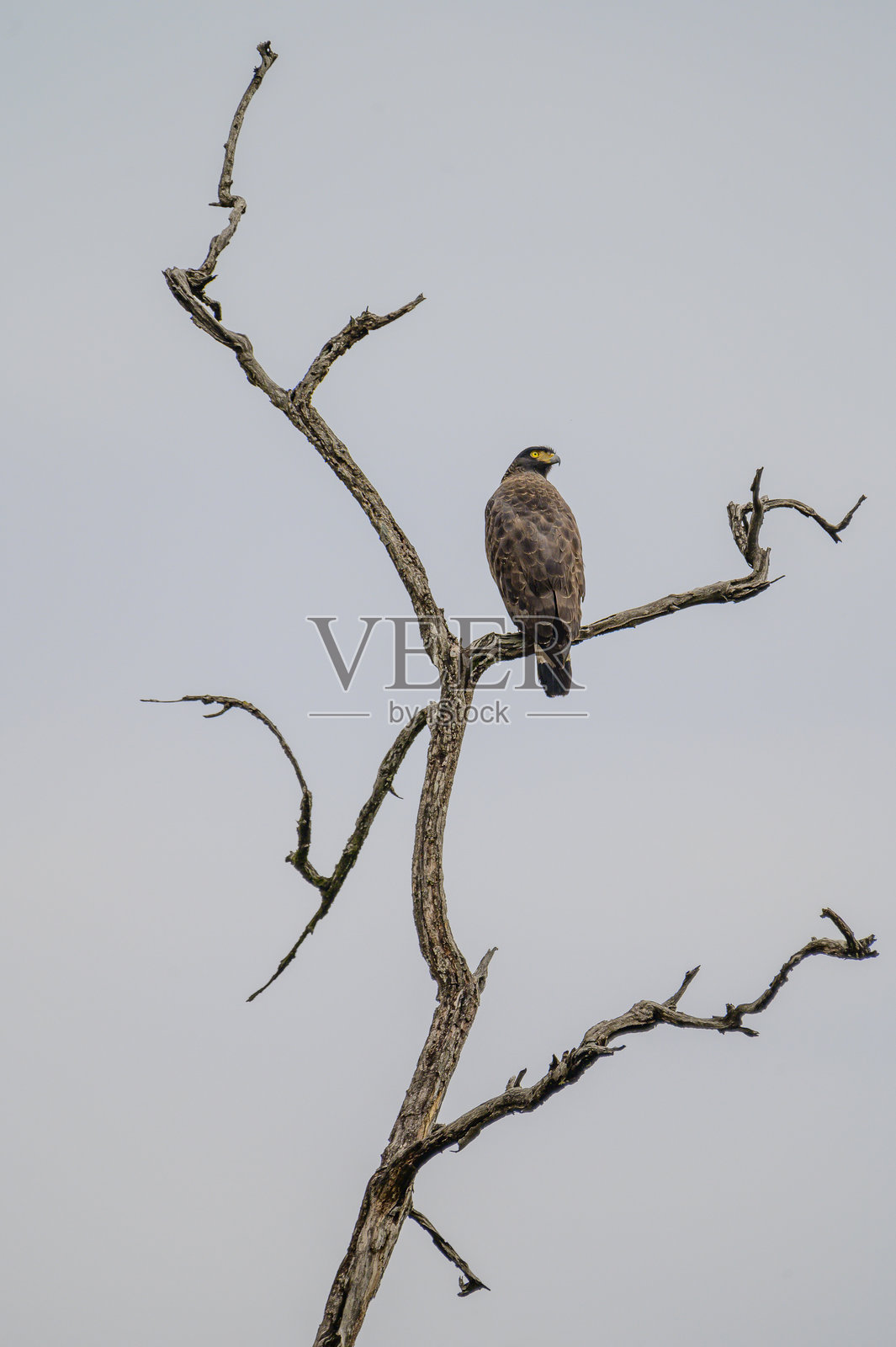 栖息在光秃树枝上的鹰，背景是晴朗的天空照片摄影图片