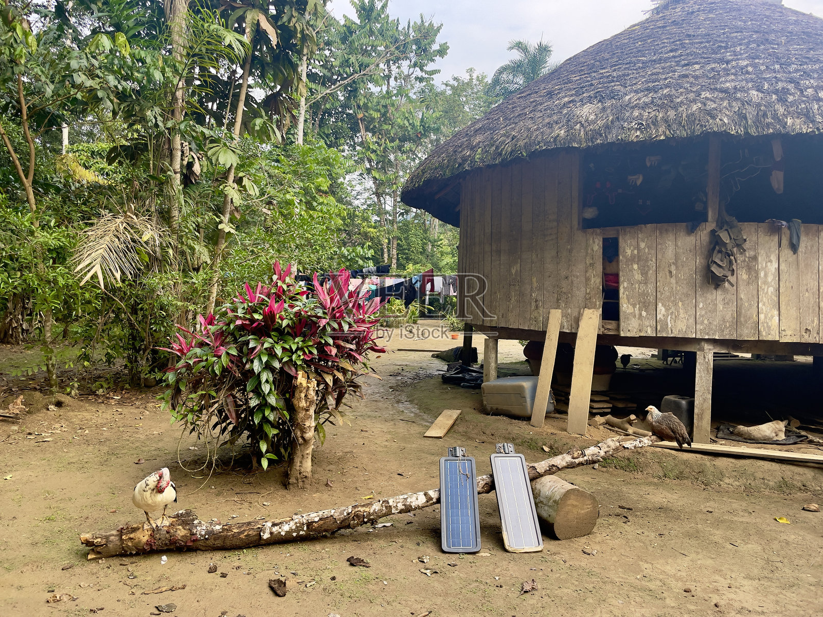 厄瓜多尔亚马逊森林土著居民的典型房屋照片摄影图片