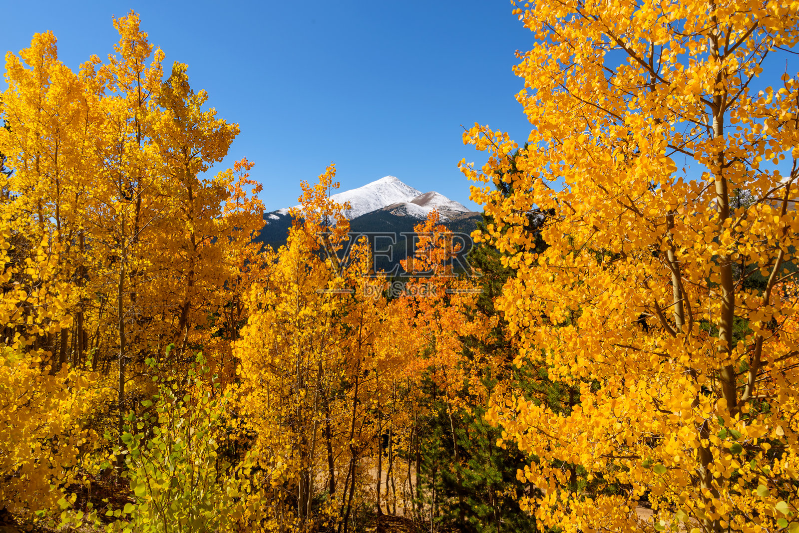 金色的白杨树与雪顶山峰：科罗拉多的秋天照片摄影图片