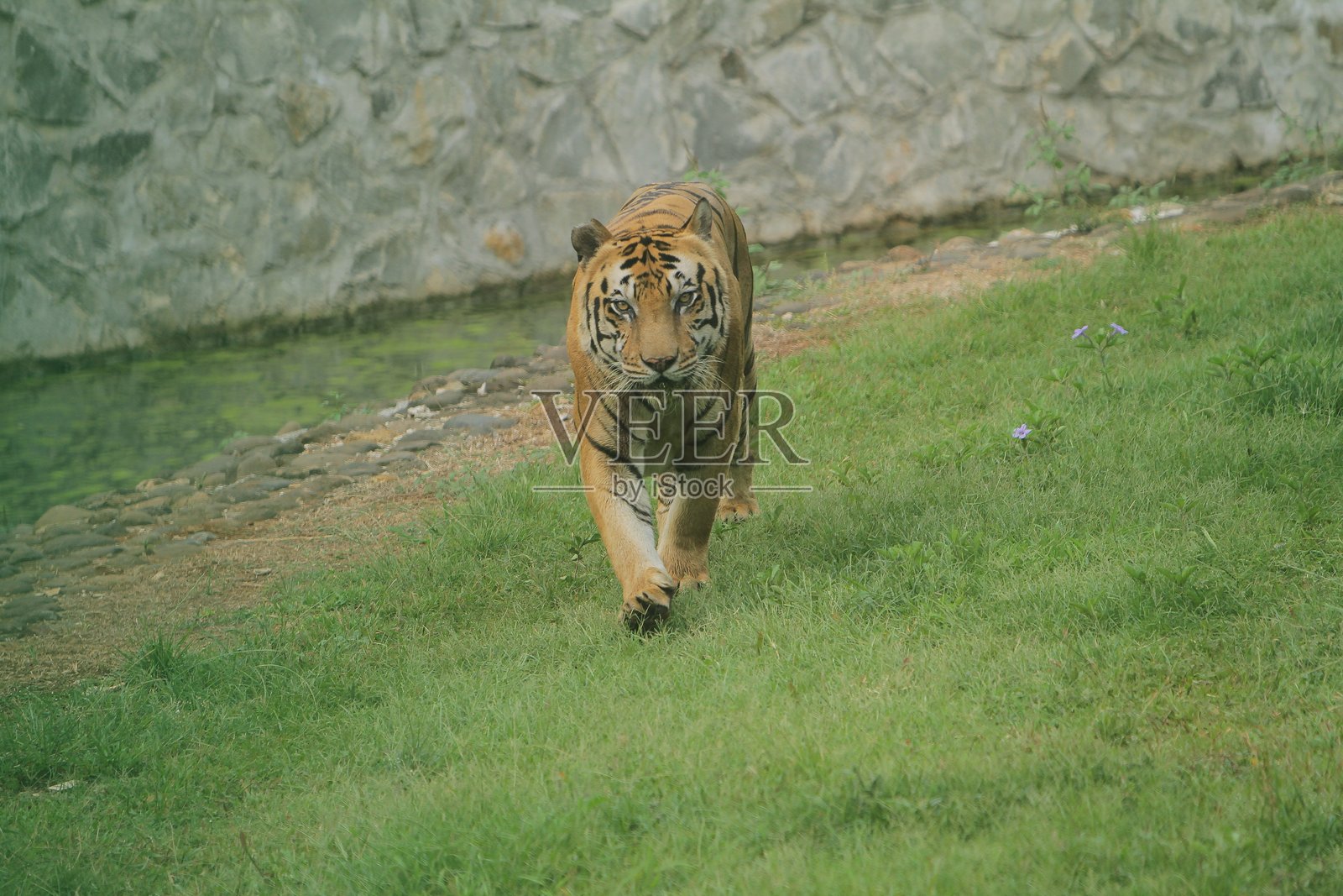 孟加拉虎照片摄影图片