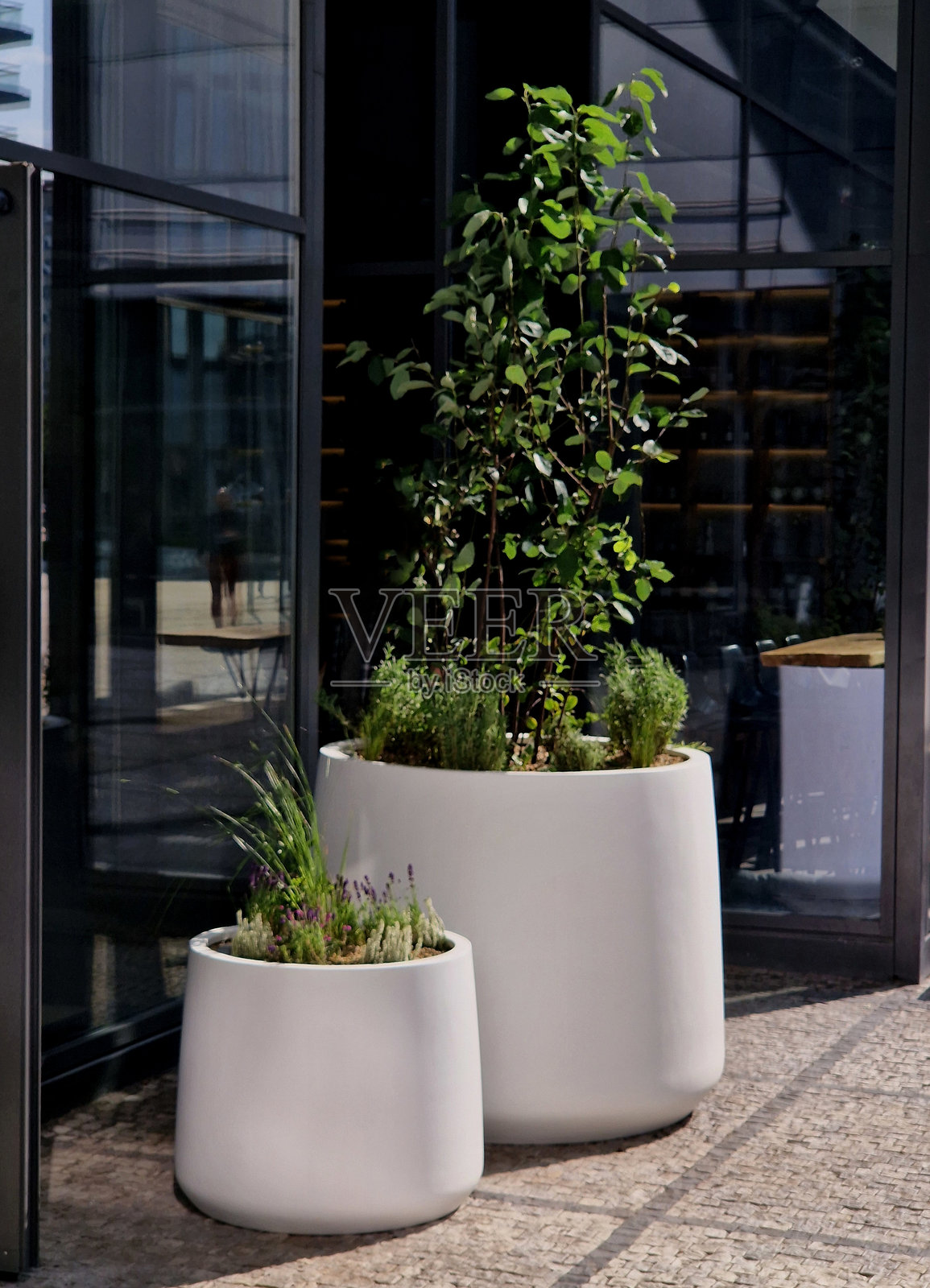 准备将树的根球绑在花盆中。在玻璃办公大楼入口处的白色锥形花盆中混合种植多年生植物。照片摄影图片