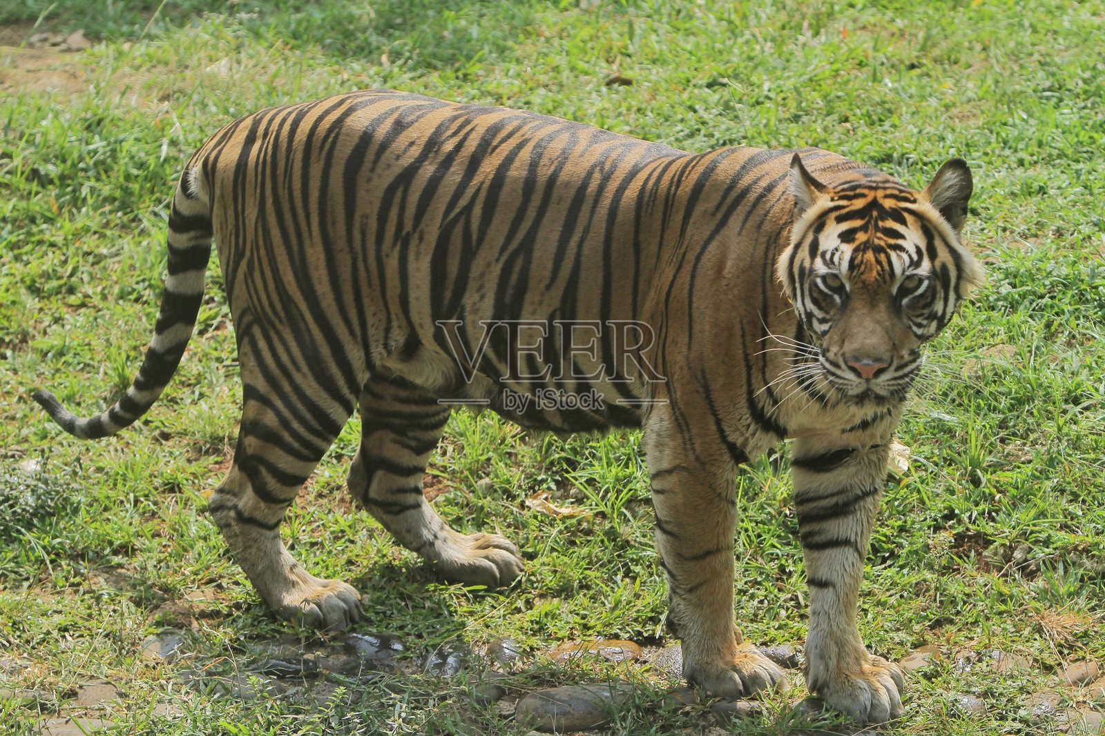 苏门答腊虎照片摄影图片