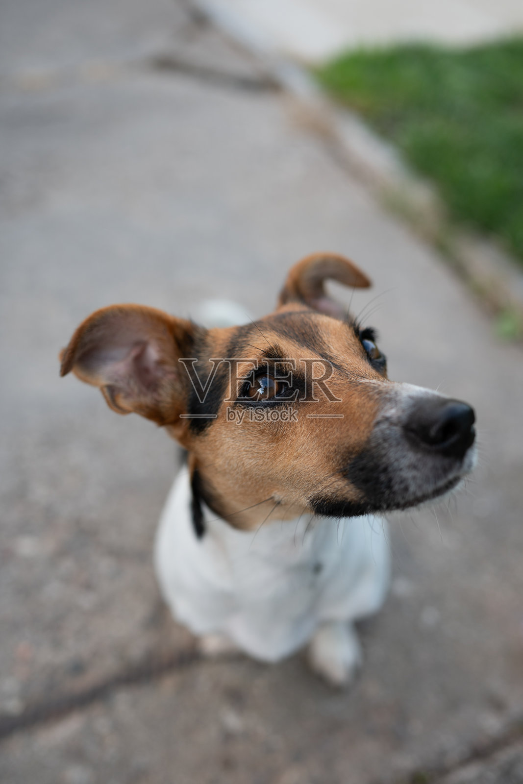 杰克罗素梗照片摄影图片