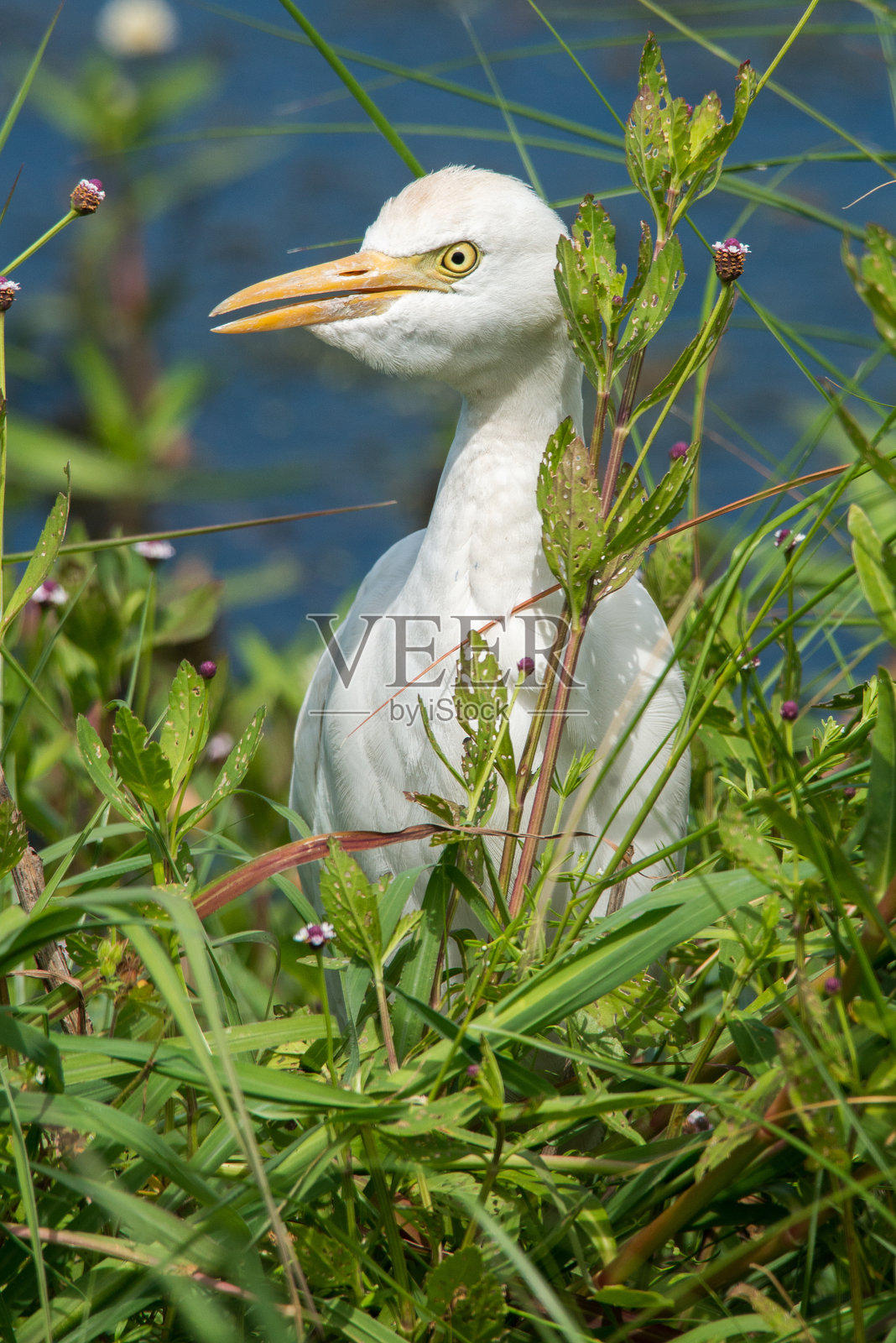 牛背鹭照片摄影图片