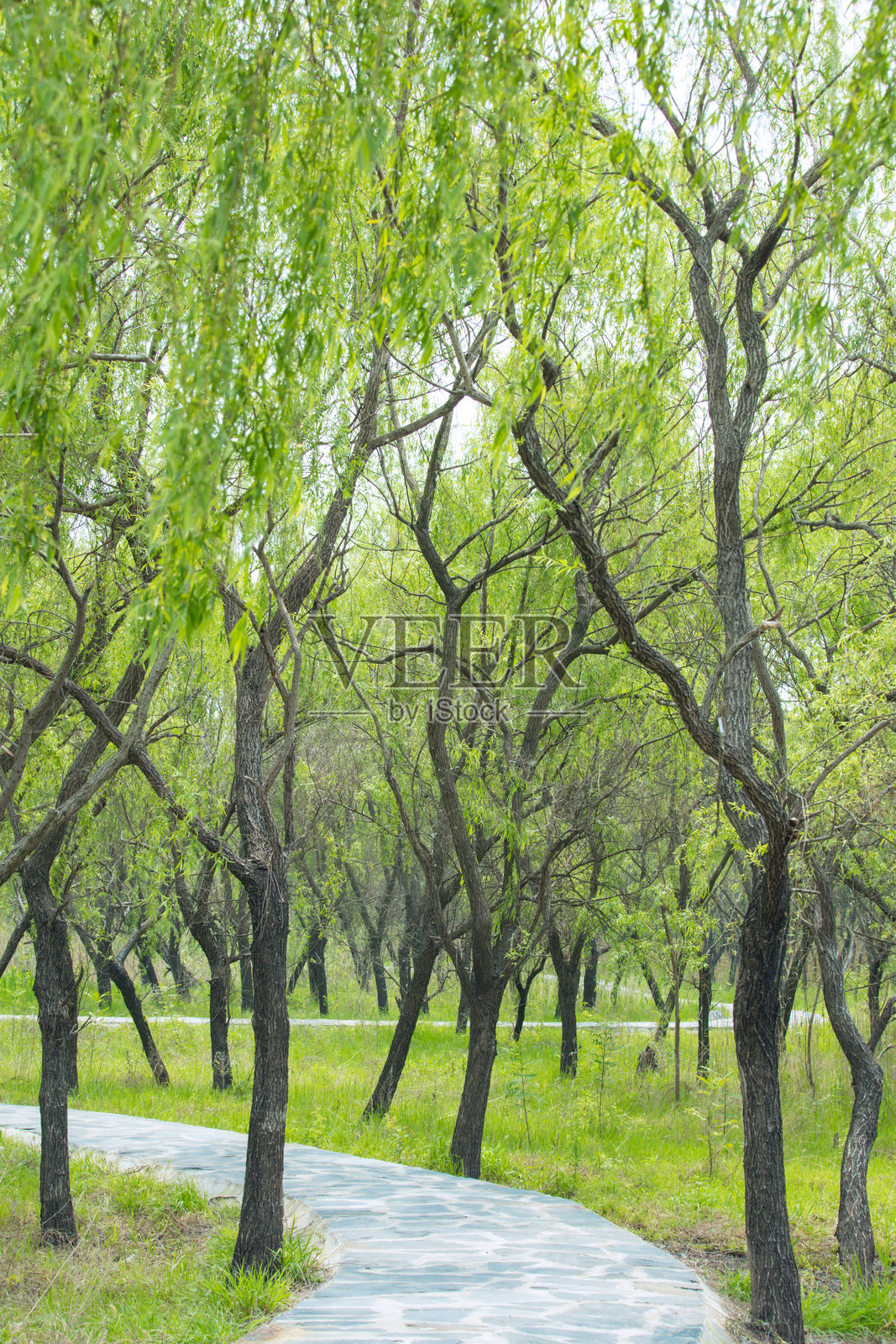 安徽省合肥市-巢湖湿地-蓝天下的湿地风光照片摄影图片