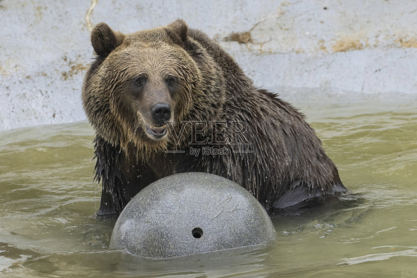 欧洲棕熊照片摄影图片