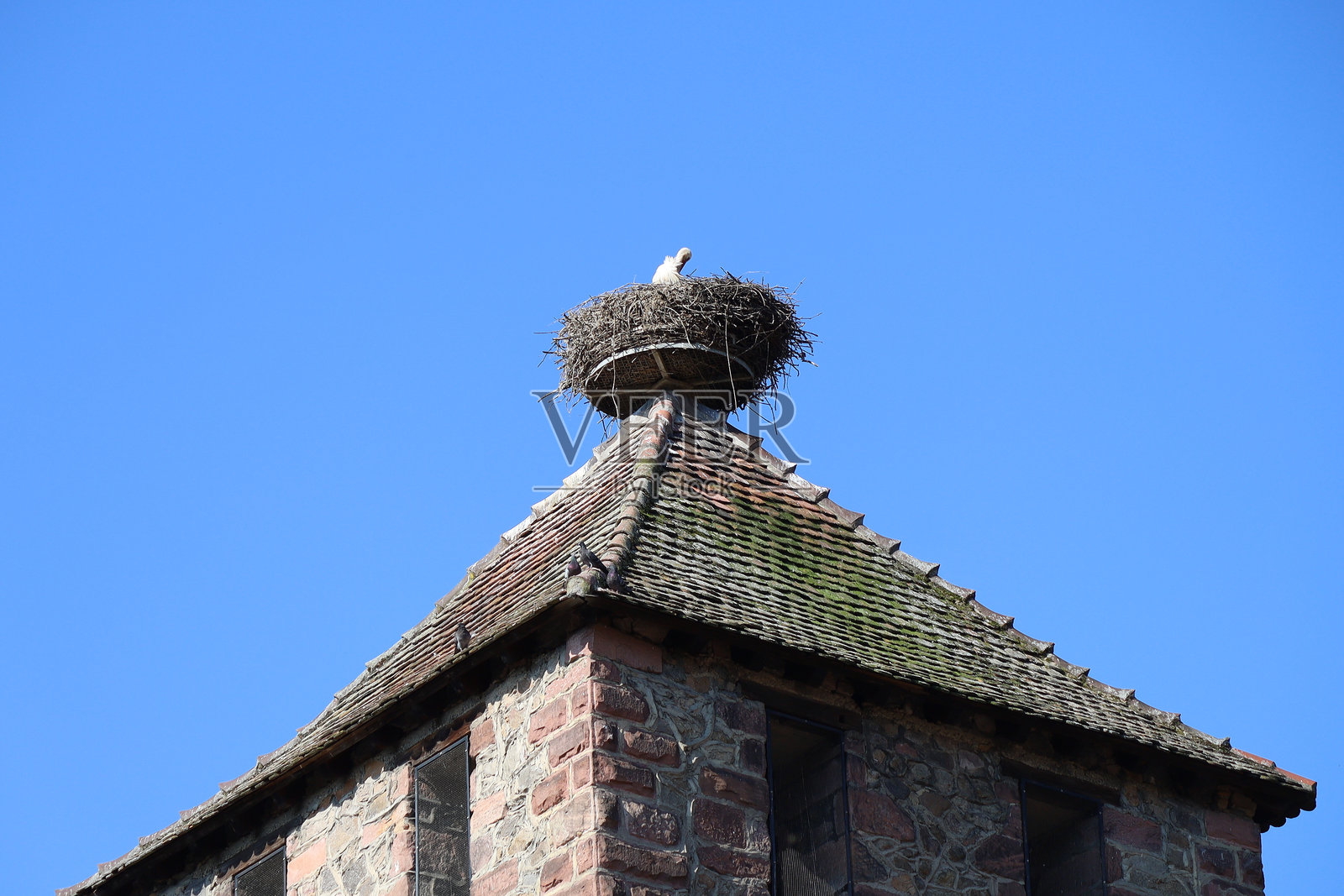 凯泽斯贝格 - 鸟巢中的鹳照片摄影图片