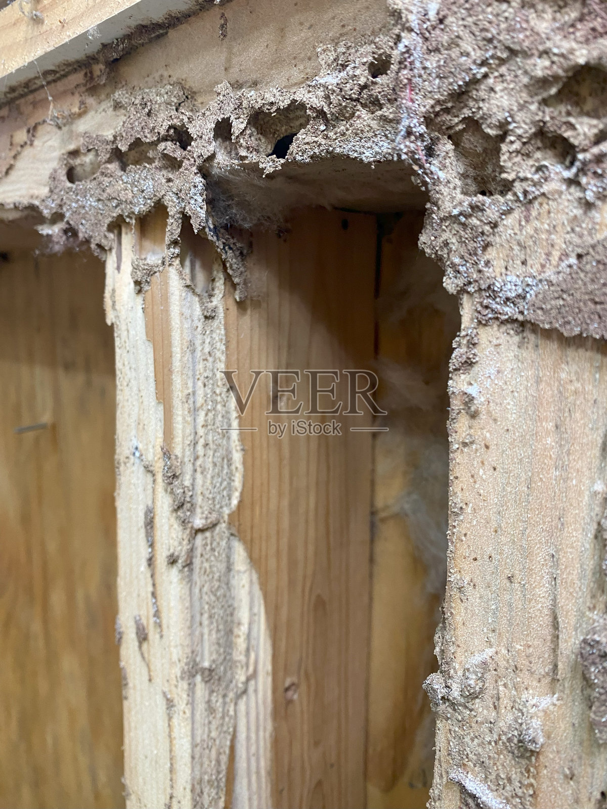 白蚁造成的2x4木墙损坏照片摄影图片