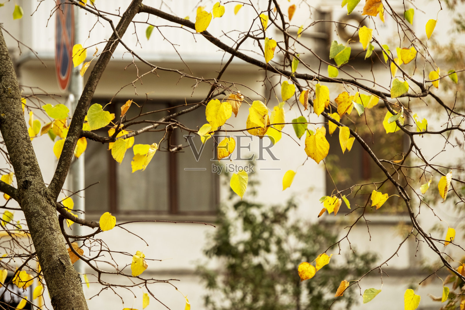 秋天，树枝上的黄色叶子。照片摄影图片