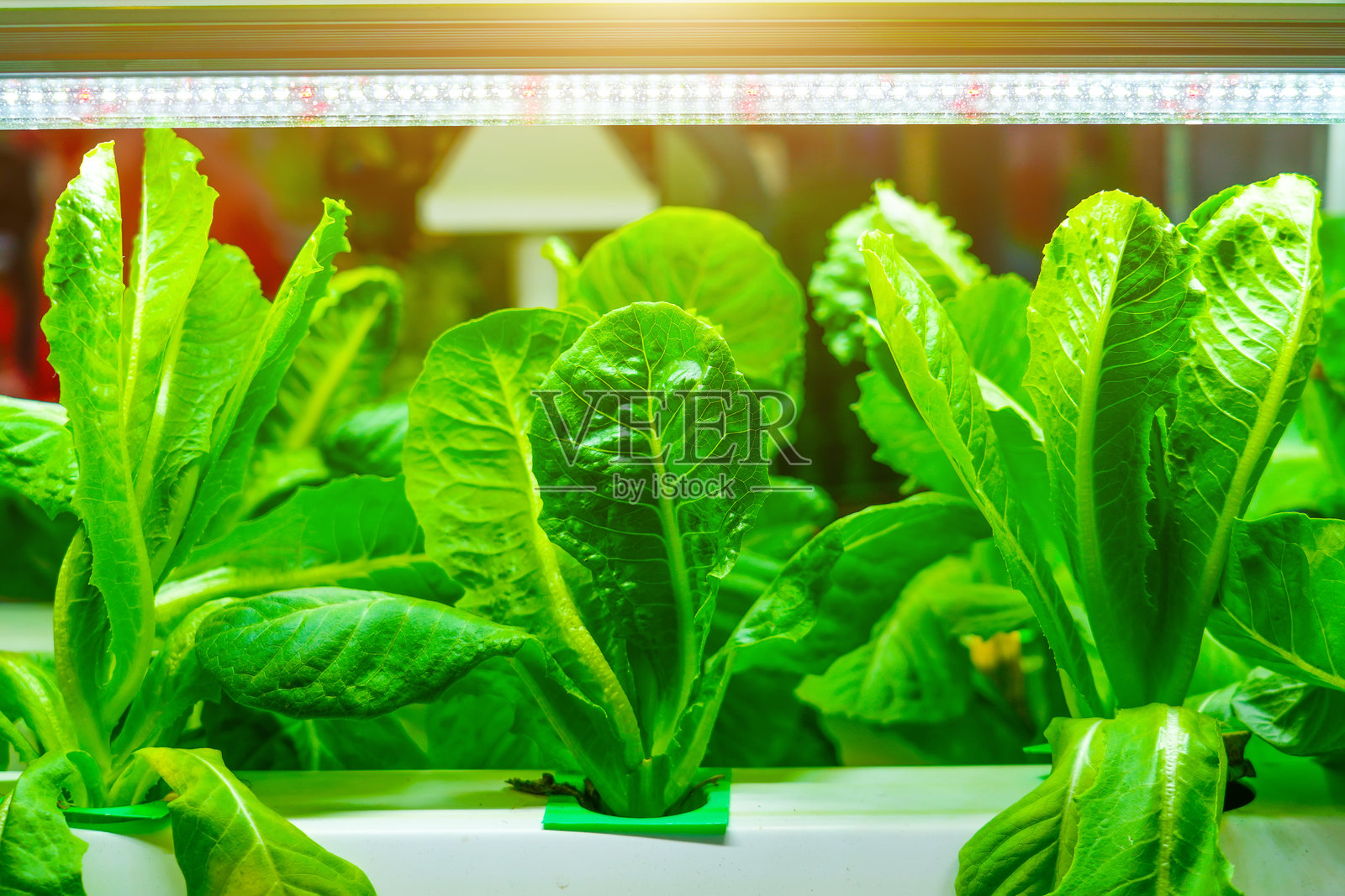 生菜种植农场配有人工照明照片摄影图片