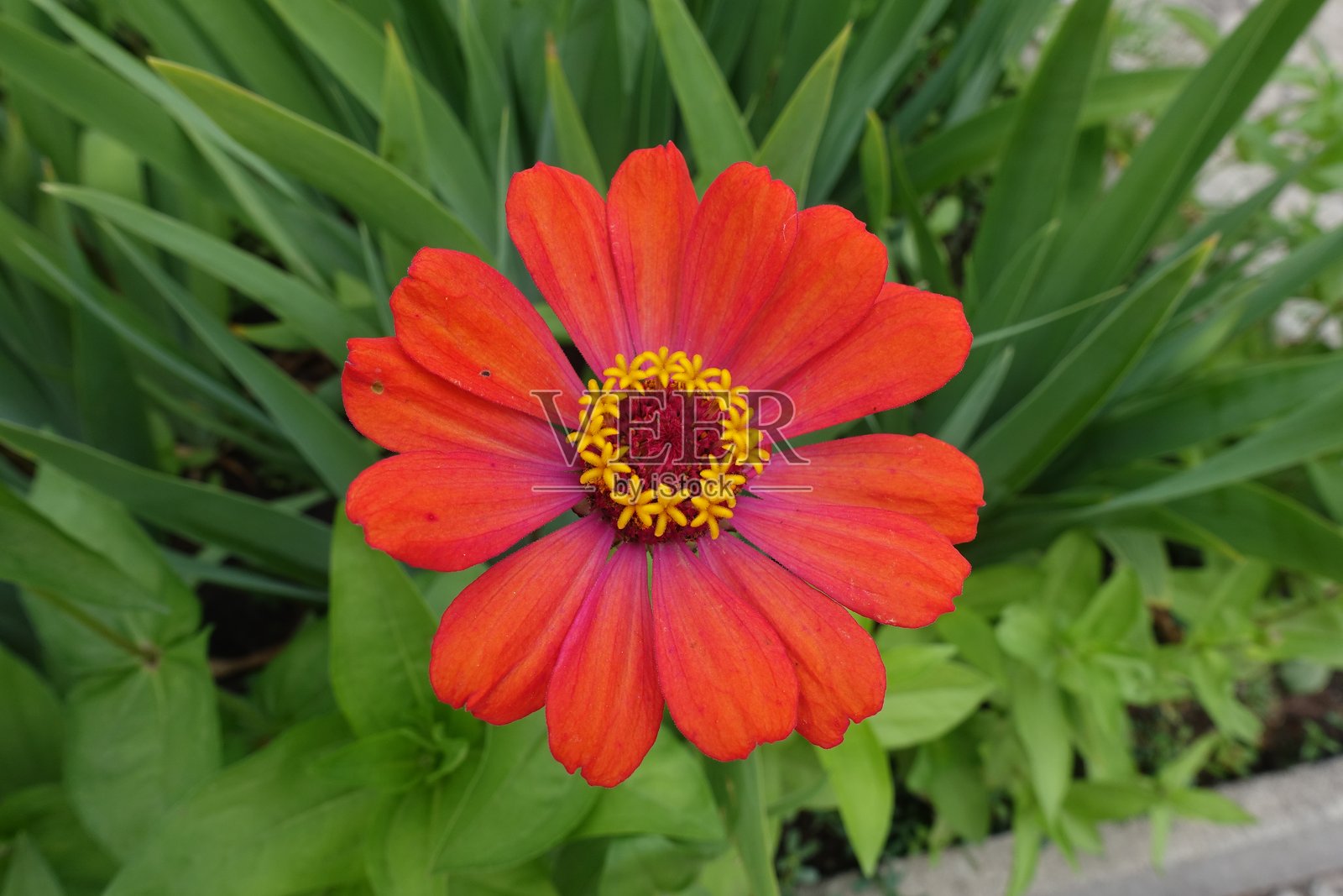 七月单朵红色百日草特写镜头照片摄影图片