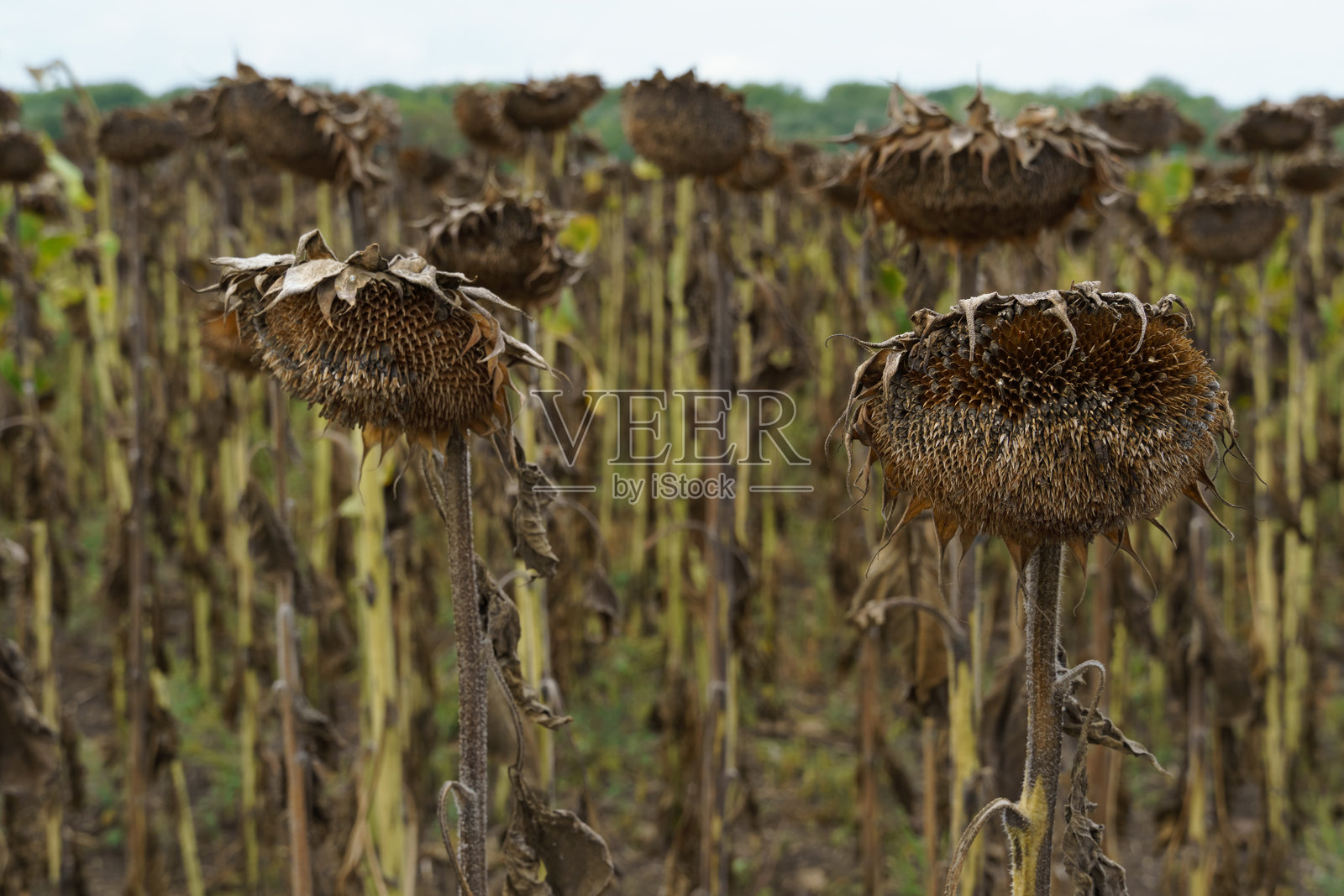 成熟干燥的向日葵农田，准备收割照片摄影图片