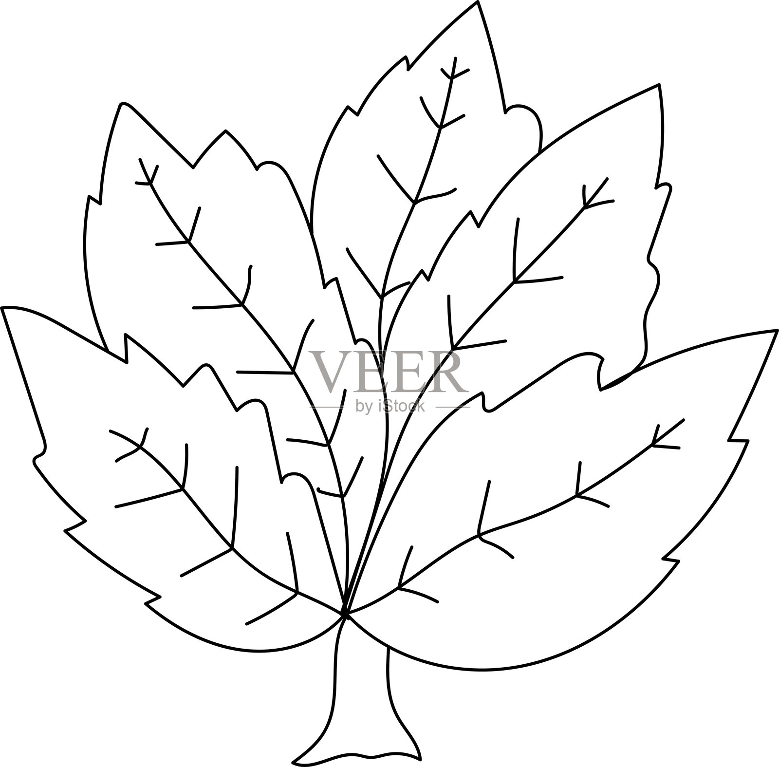 手绘植物叶子的线条图。矢量插图。插画图片素材