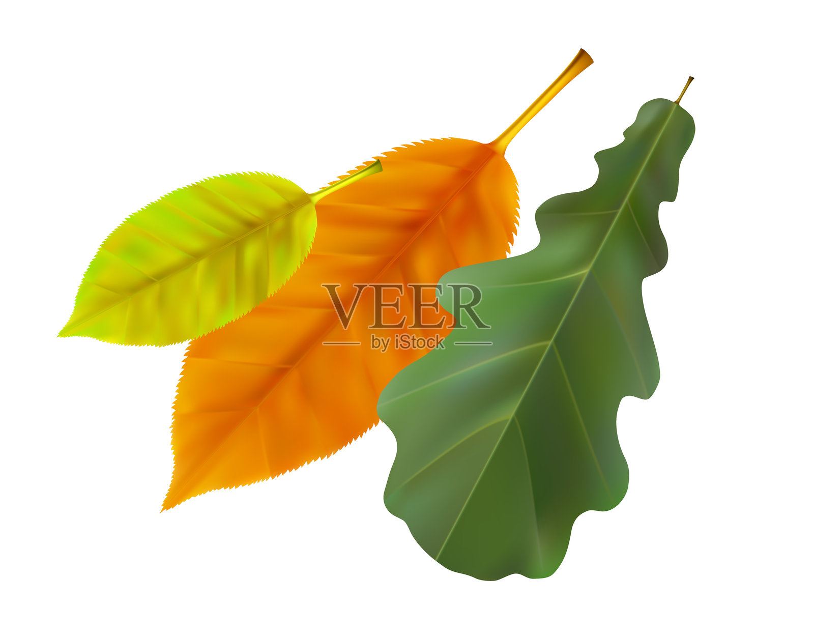 真实的秋天树叶构图。黄色、绿色、橙色的树叶在风中飞舞，旋转的落叶。矢量插图插画图片素材