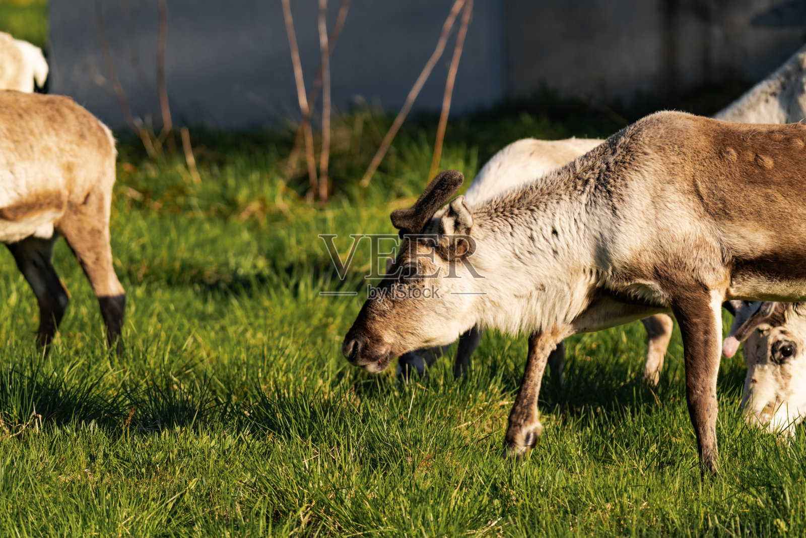 驯鹿（Rangifer tarandus）侧面视图照片摄影图片