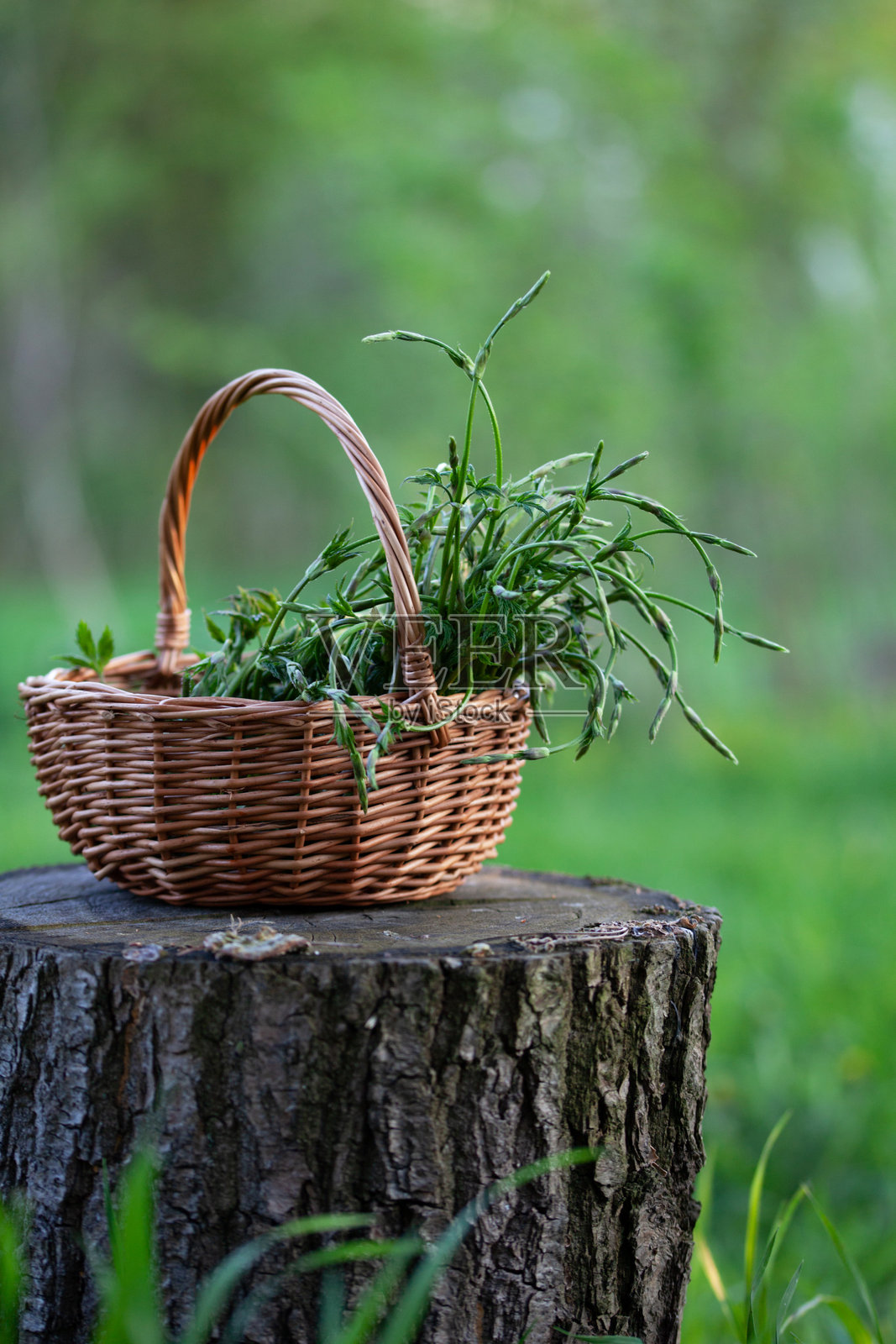 啤酒花嫩芽，啤酒花尖 - 在早春采集可食用的绿色蔬菜 - 布鲁斯坎多利。照片摄影图片