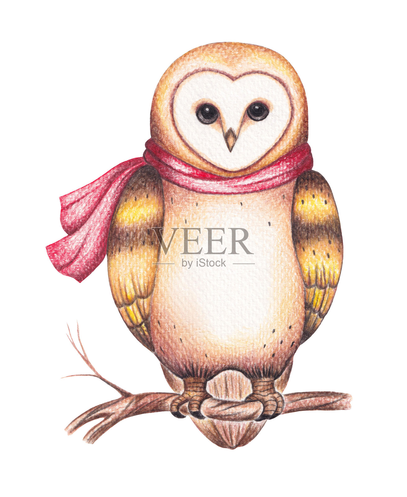 可爱的猫头鹰铅笔插图插画图片素材