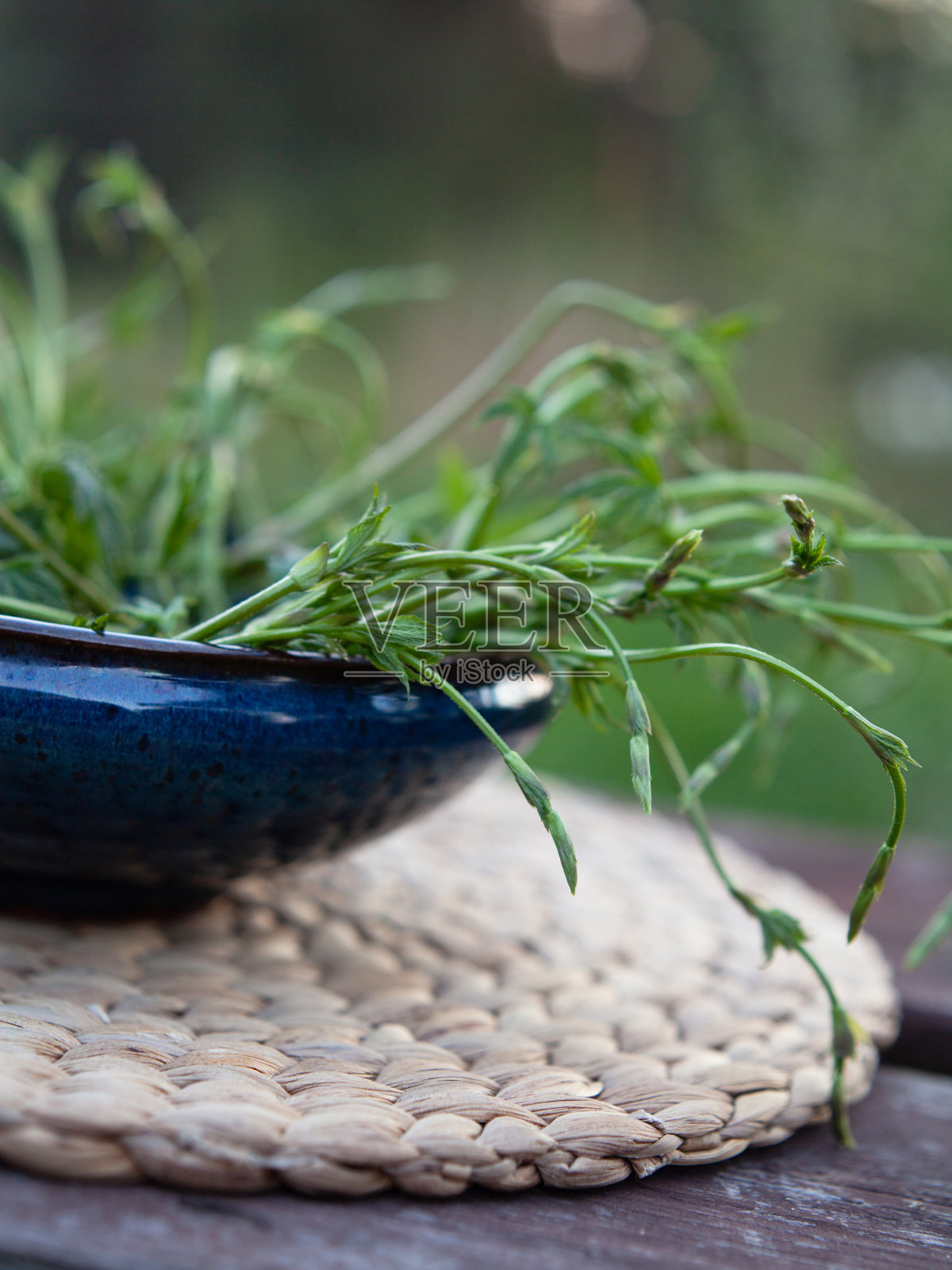 啤酒花嫩芽，啤酒花尖 - 在早春采集可食用的绿色蔬菜 - 布鲁斯坎多利。照片摄影图片