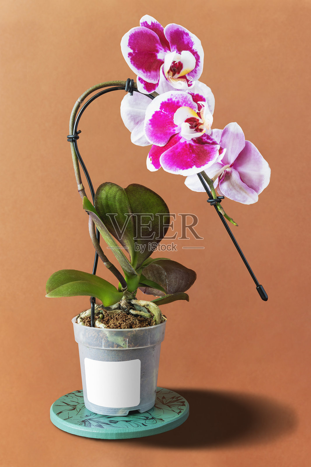 棕色背景上的蝴蝶兰幼苗照片摄影图片