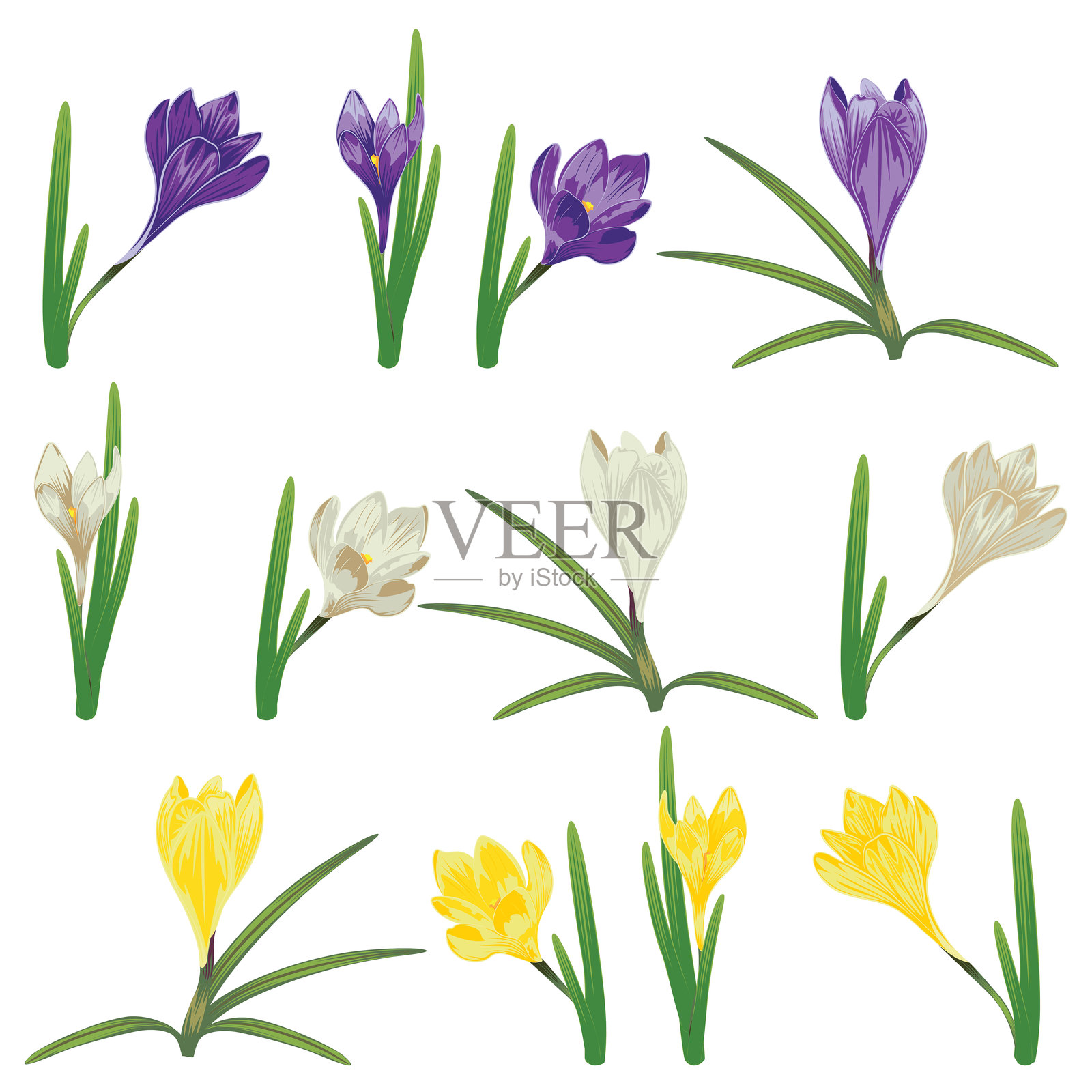 五彩缤纷的番红花插画图片素材