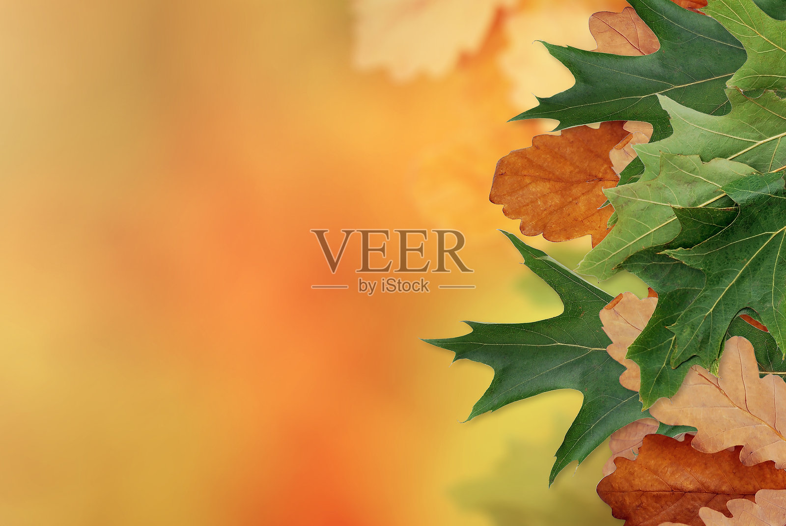 秋季背景，橙色和黄色模糊背景上的真实叶子。秋天背景。照片摄影图片