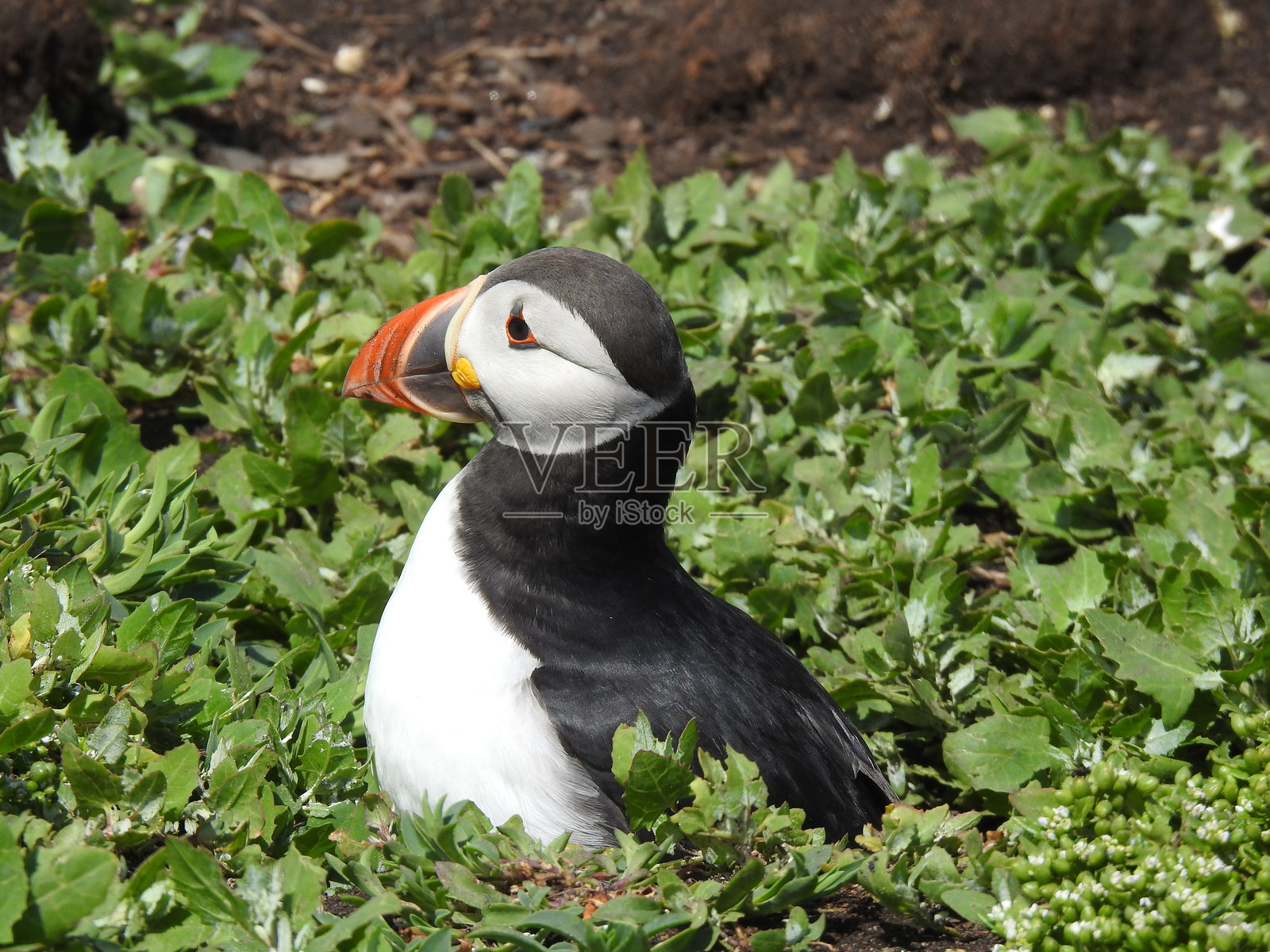 大西洋海雀侧面特写，头部和部分身体坐落在绿色叶子之间照片摄影图片