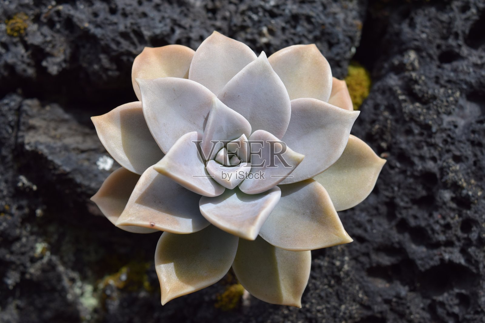 亚速尔群岛阳光明媚的日子里，黑色火山岩上的多肉植物照片摄影图片