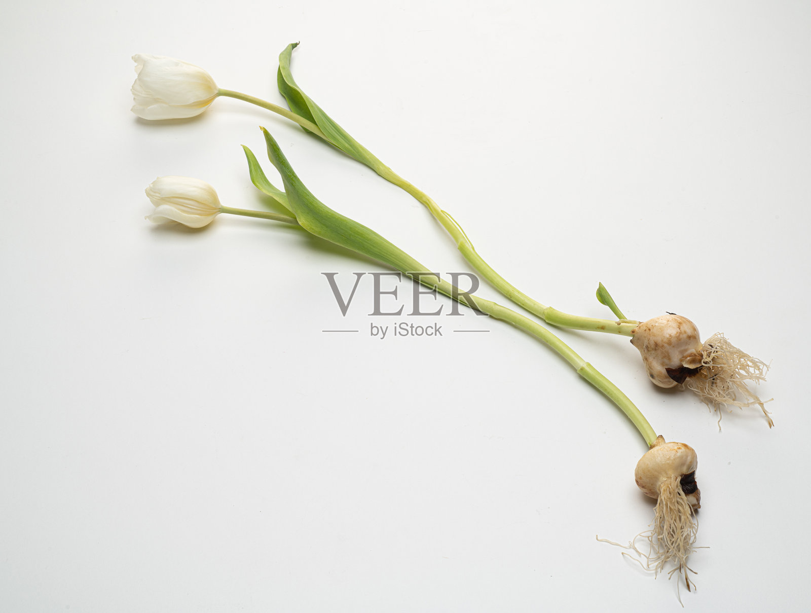 自然之美。照片摄影图片