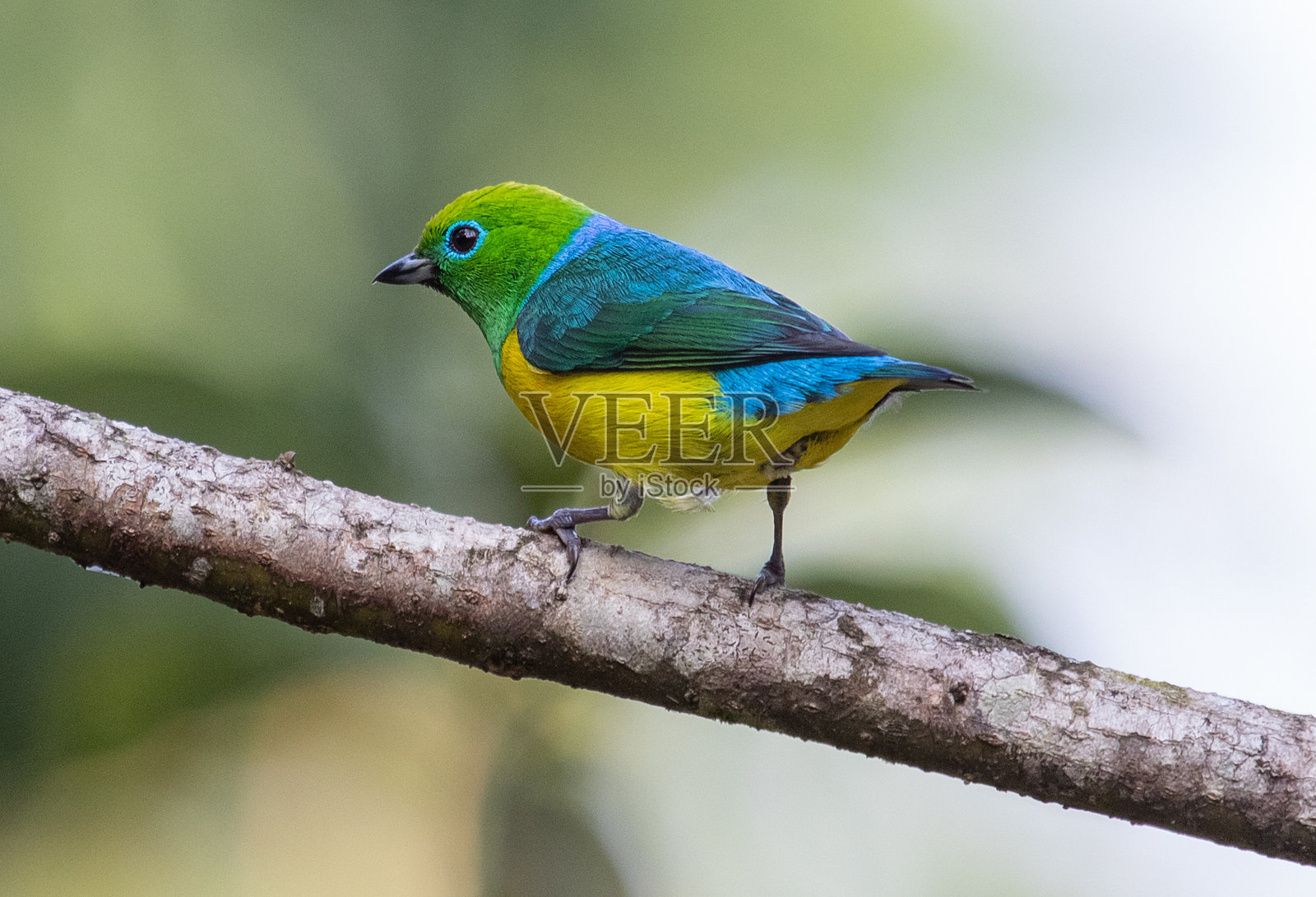 栖息的五彩鸟照片摄影图片