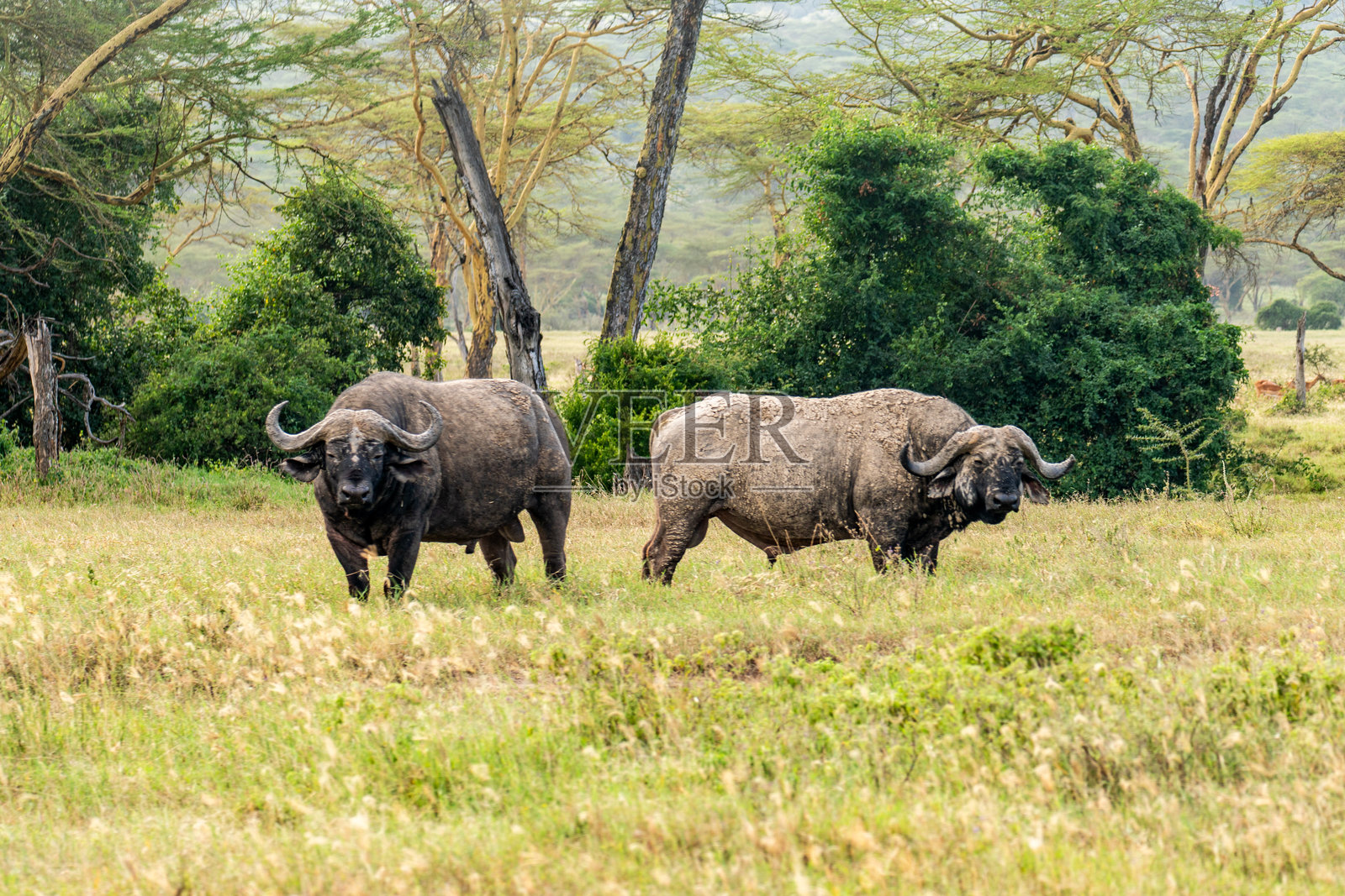 一群非洲水牛在肯尼亚纳库鲁国家公园。照片摄影图片