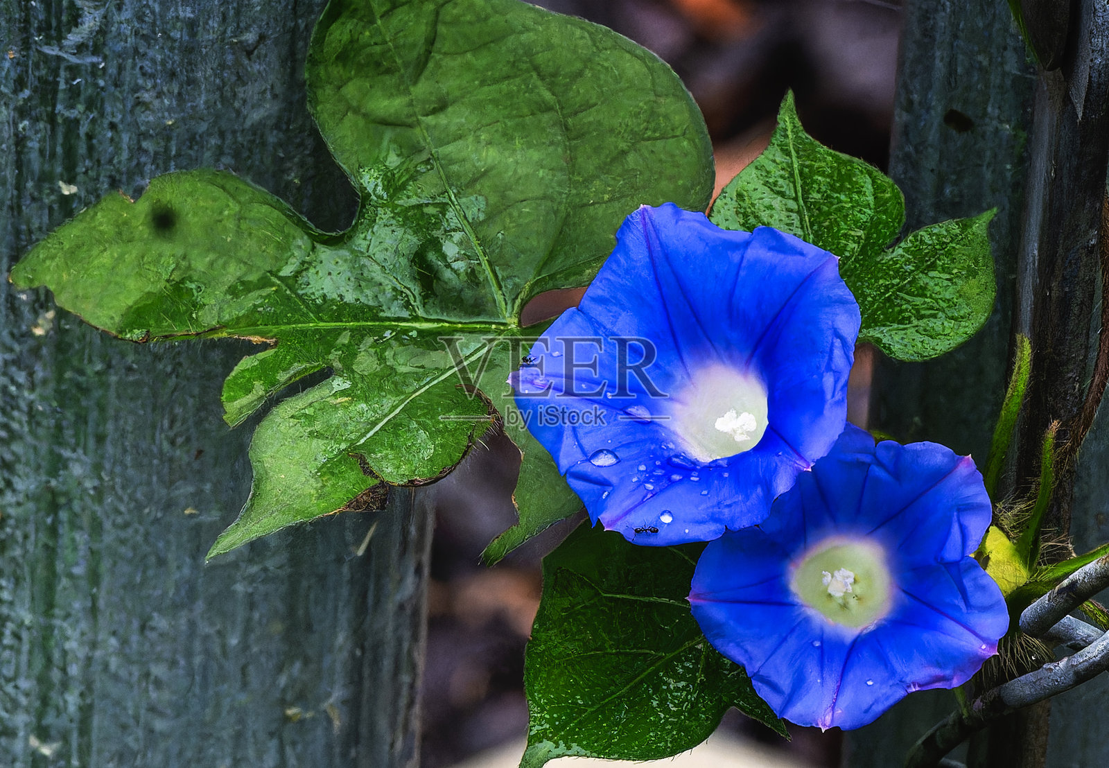 围栏柱上的牵牛花照片摄影图片