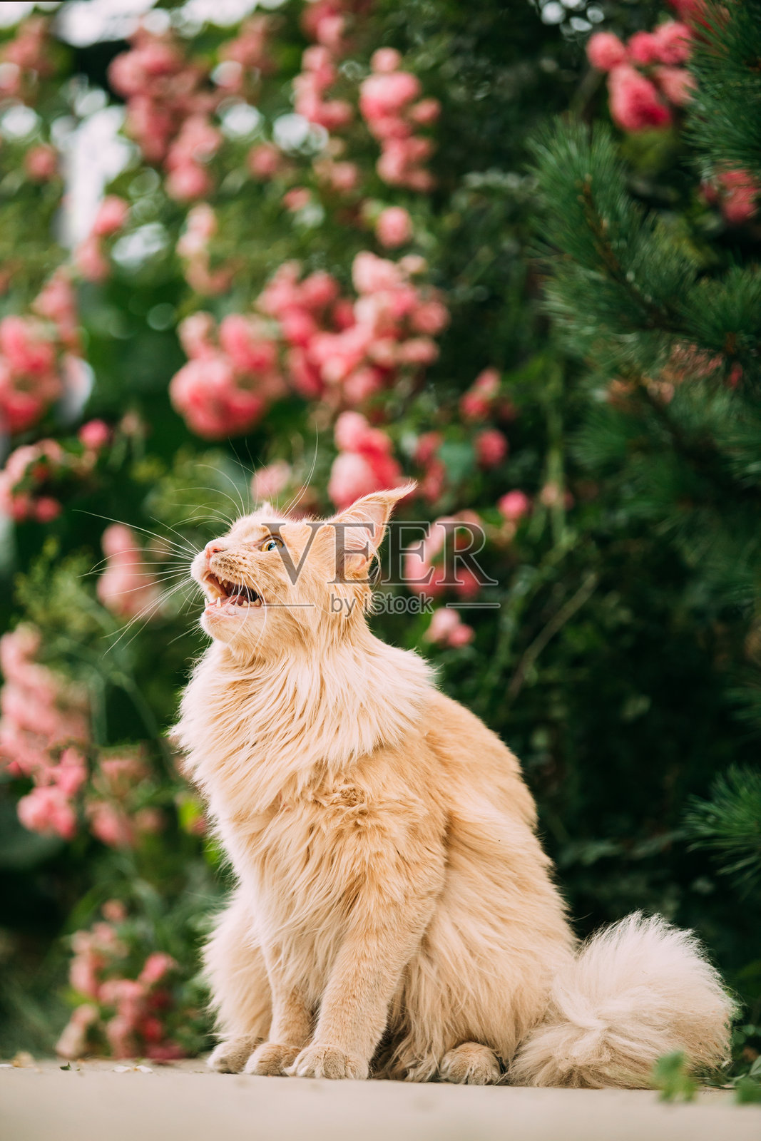 好奇、顽皮、有趣、可爱的缅因猫，毛色为鲜亮的红奶油色，正坐在走道上等待零食。背景是花朵。宠物在散步。惊人的宠物，缅因猫，缅因长毛猫。照片摄影图片