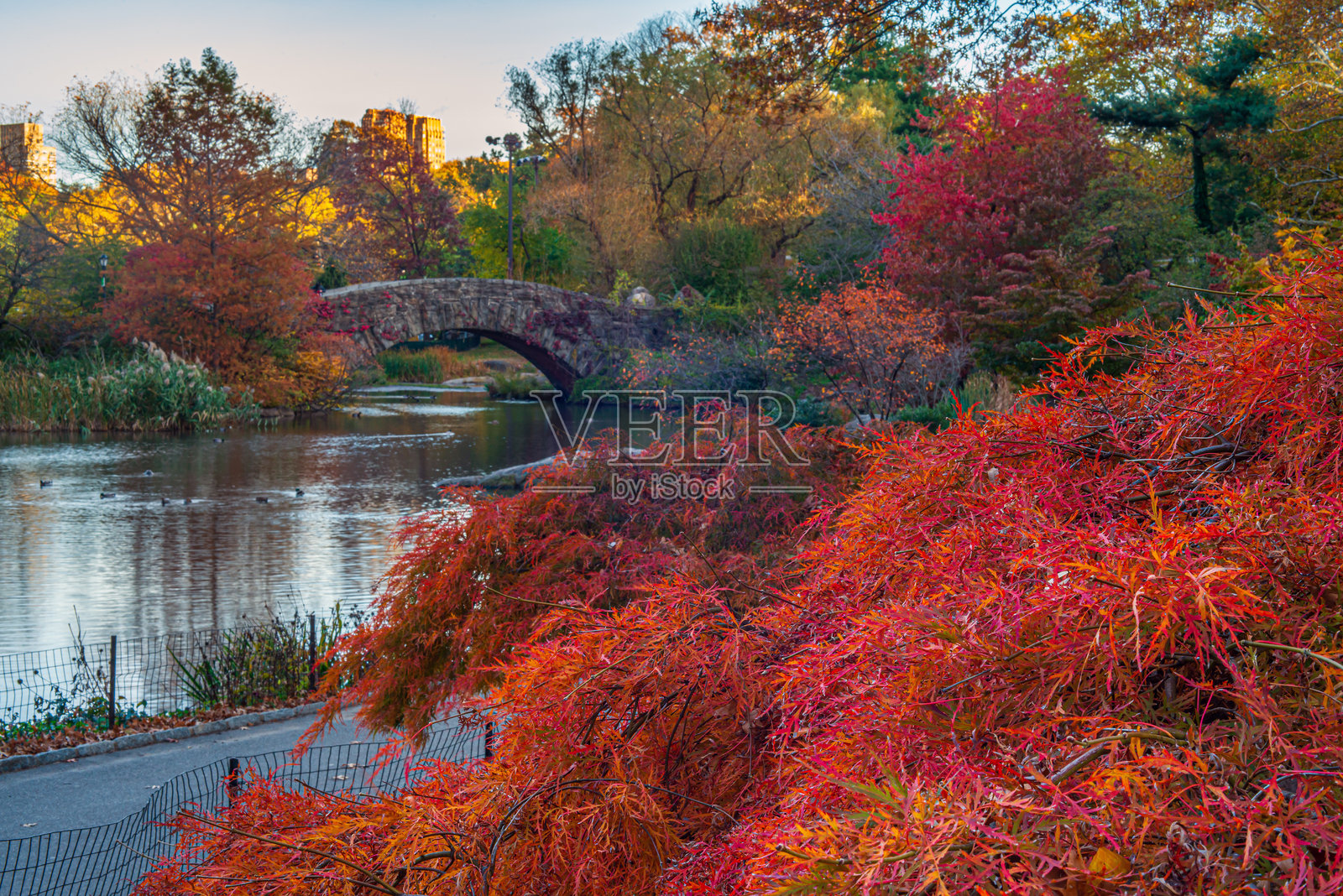 中央公园的盖普斯托桥照片摄影图片