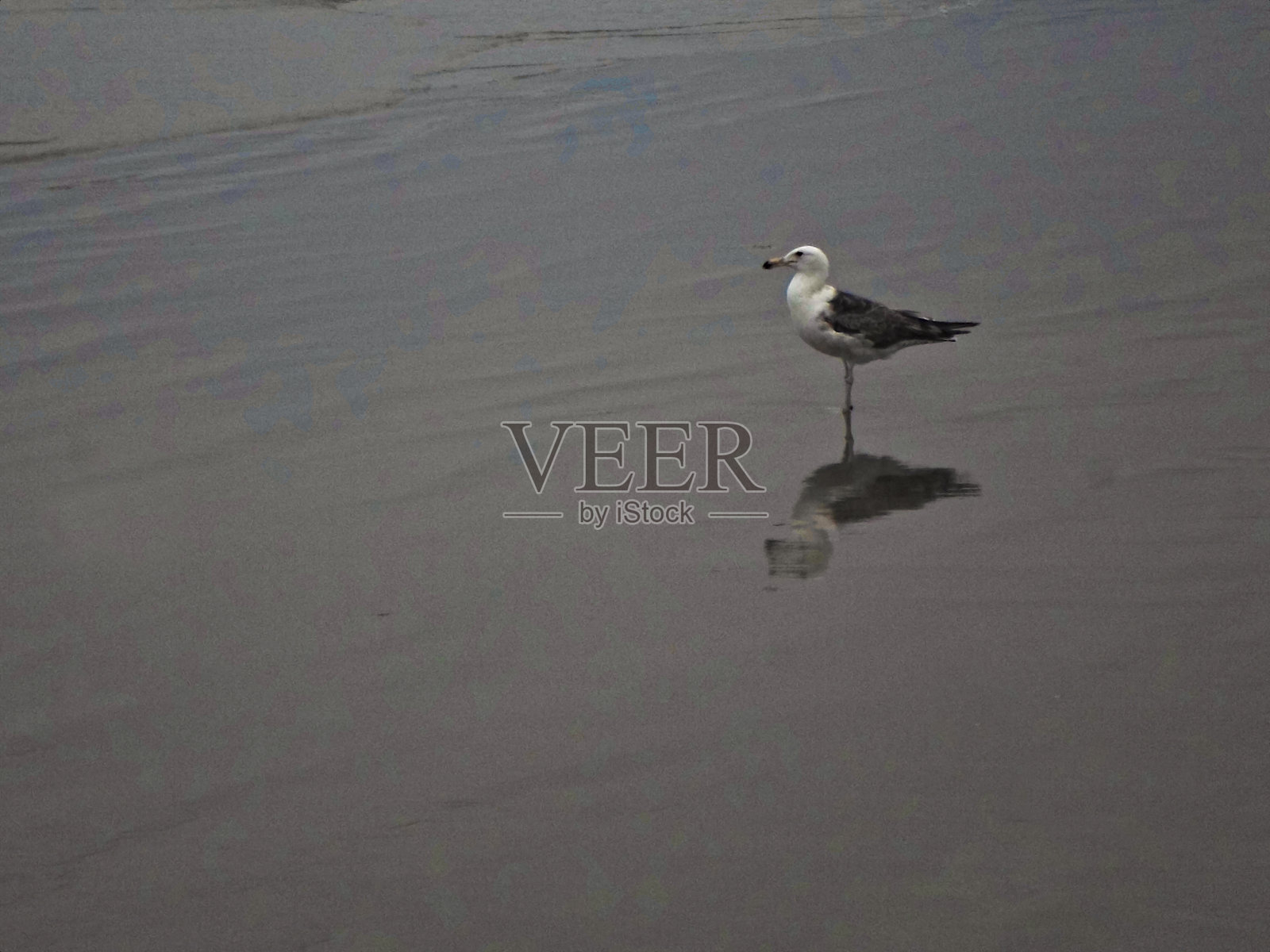 孤独的海鸥站在沙滩上，身体的倒影映在潮水形成的水面上。照片摄影图片