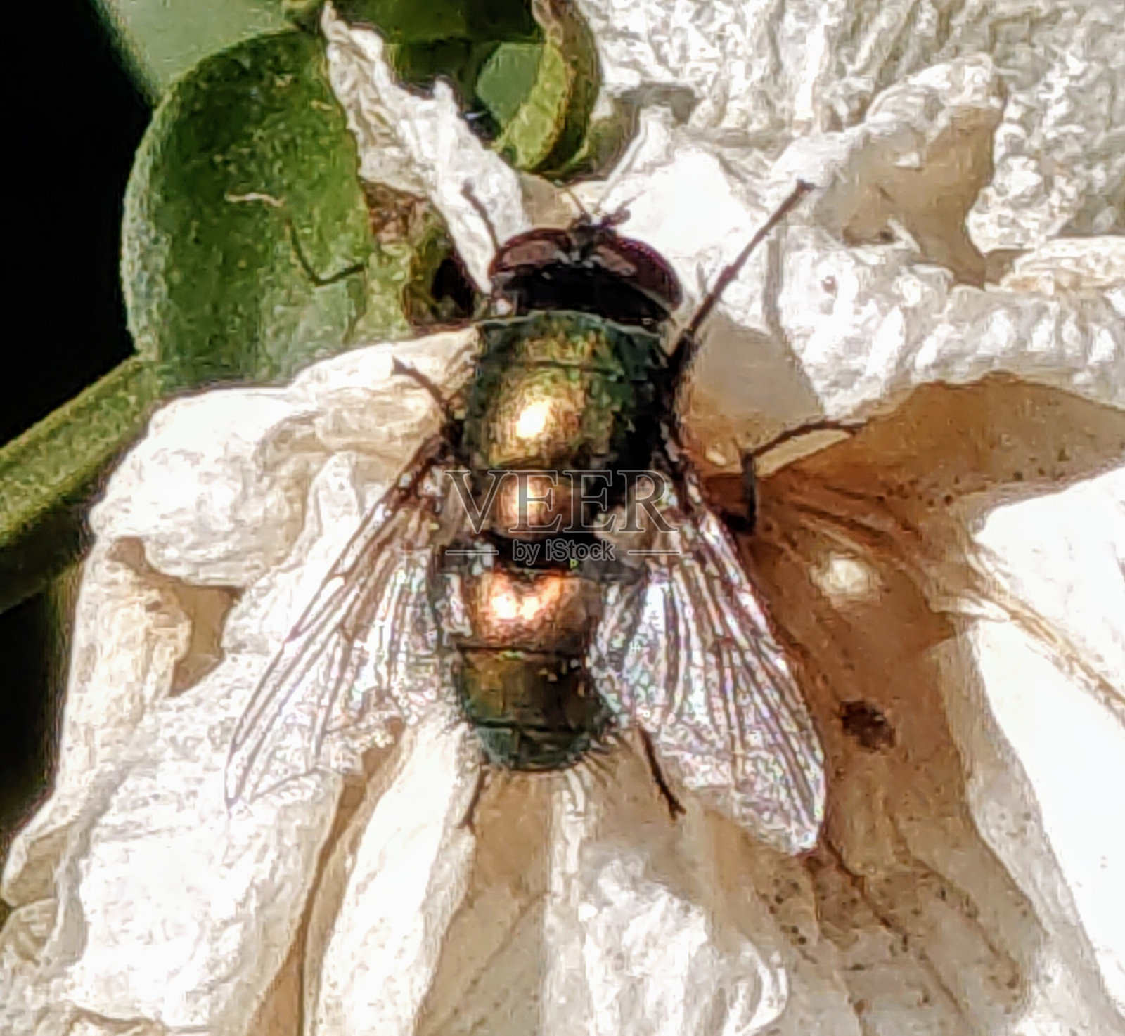 飞翔照片摄影图片