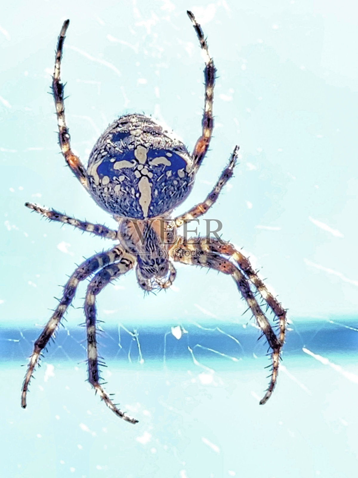 斯派德照片摄影图片