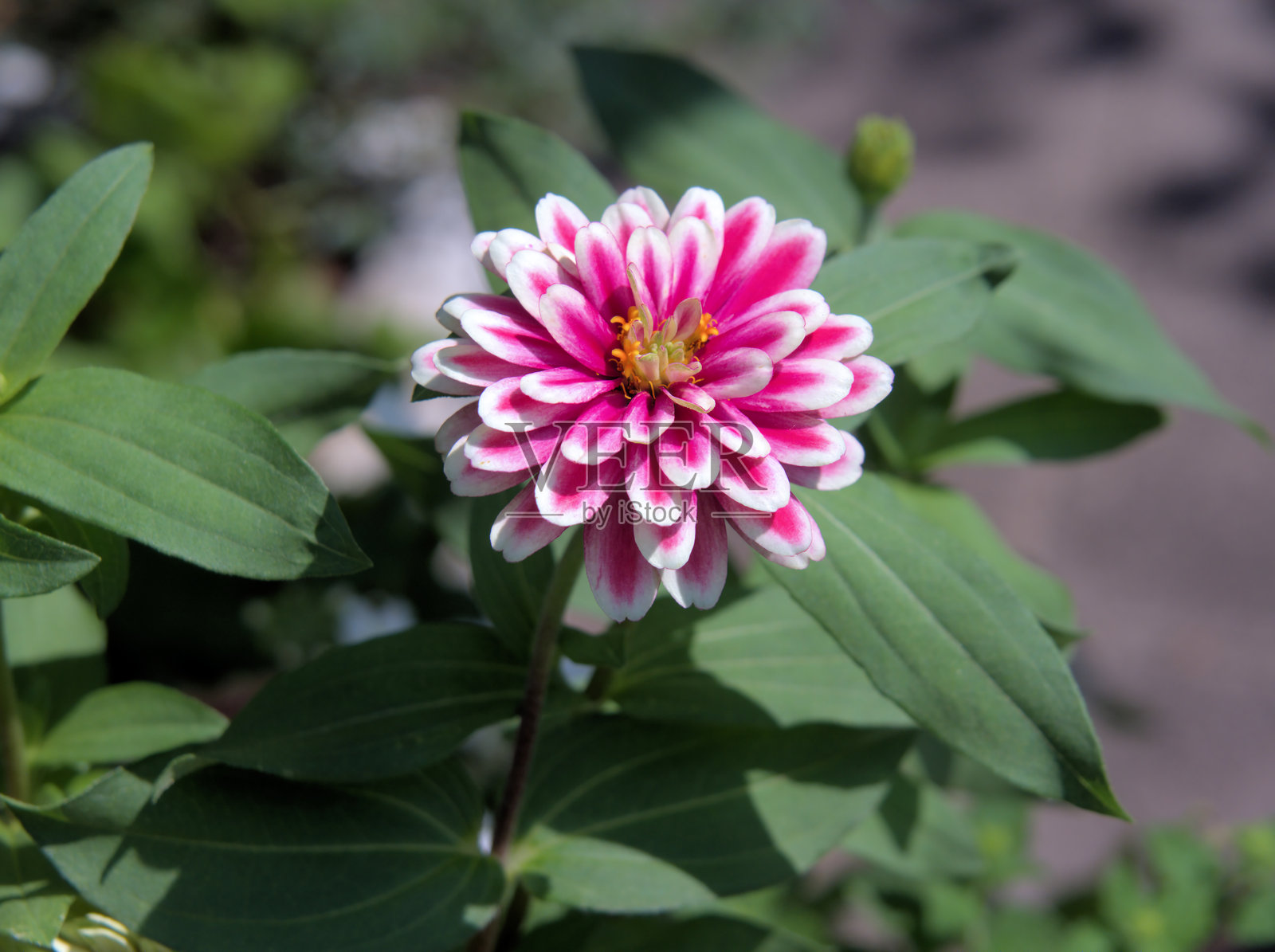 百日草照片摄影图片