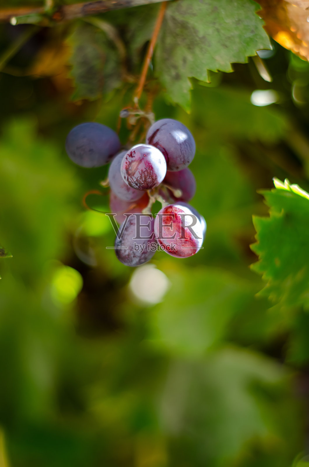 即将被收获的红葡萄簇，特写镜头照片摄影图片